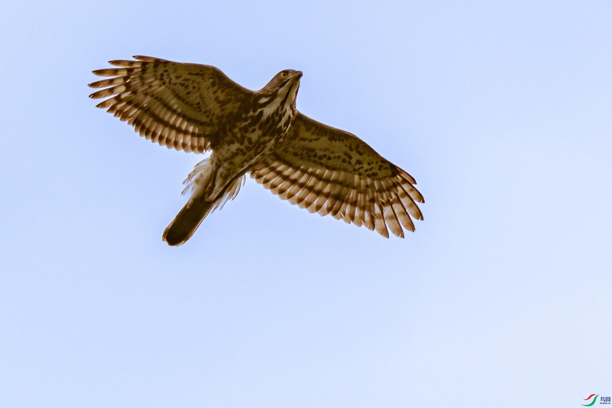 1MDSC08985.jpg