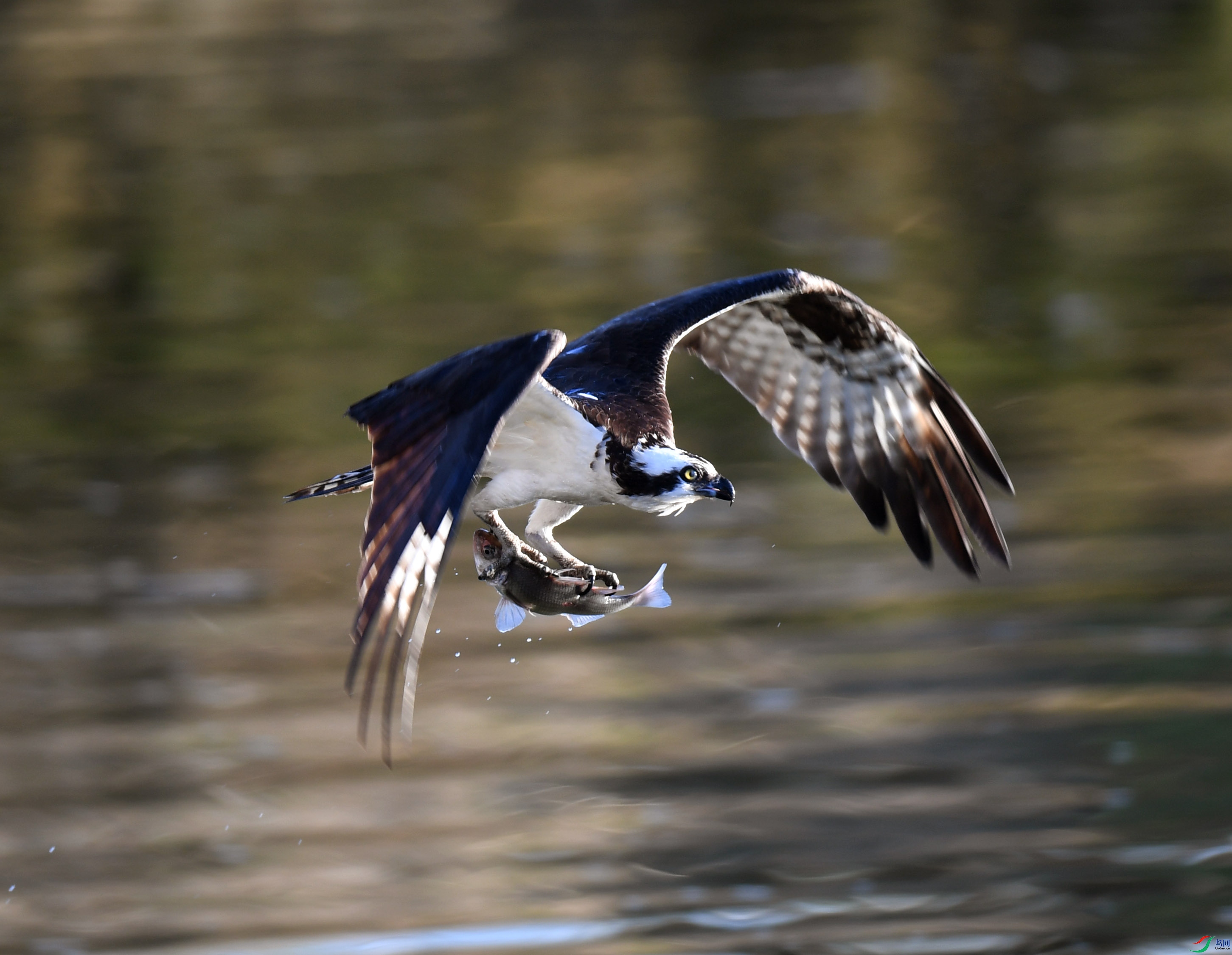 DSC_2868.JPG