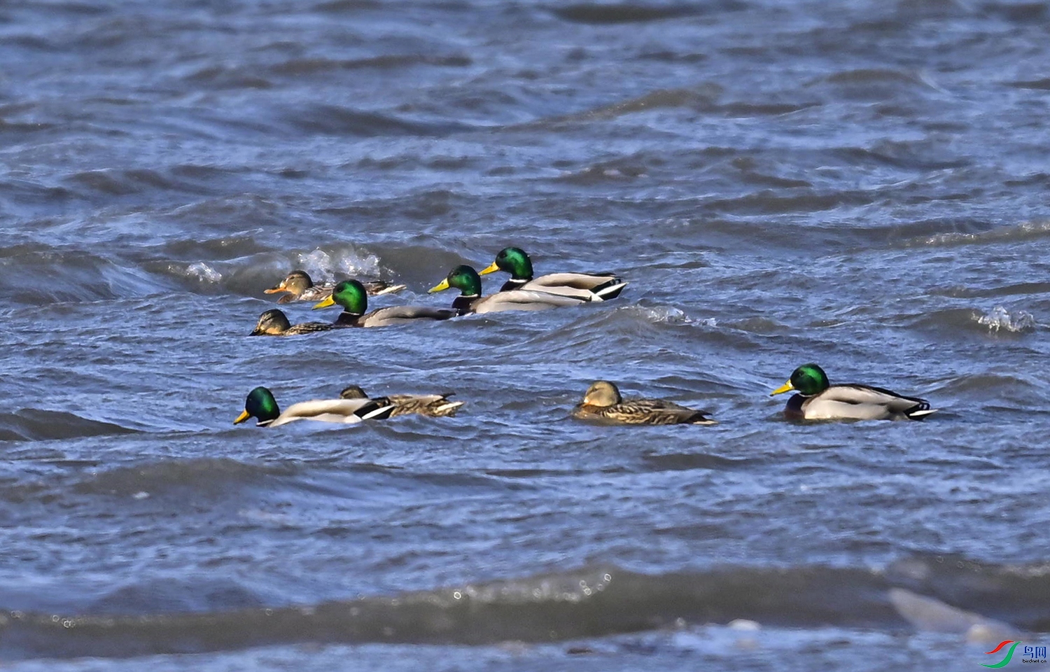 _DSC4170f.jpg