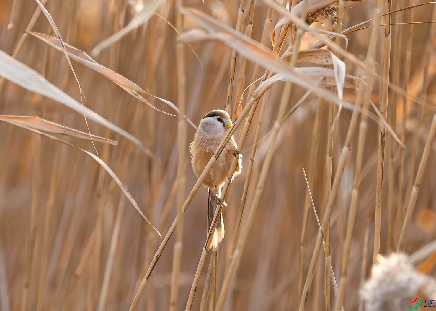_DSC4612f.jpg