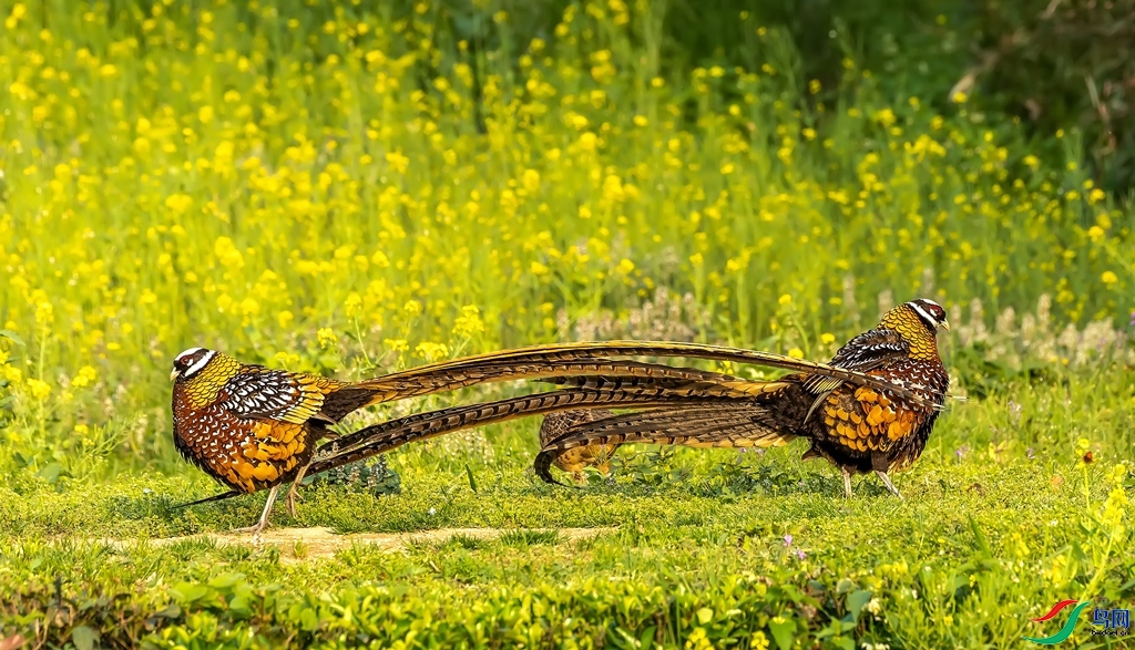 4.2 ��Ӱ������ʦ��Ʒ  ˫������  �ٻ�2024��4��2��������ҳ����.jpg