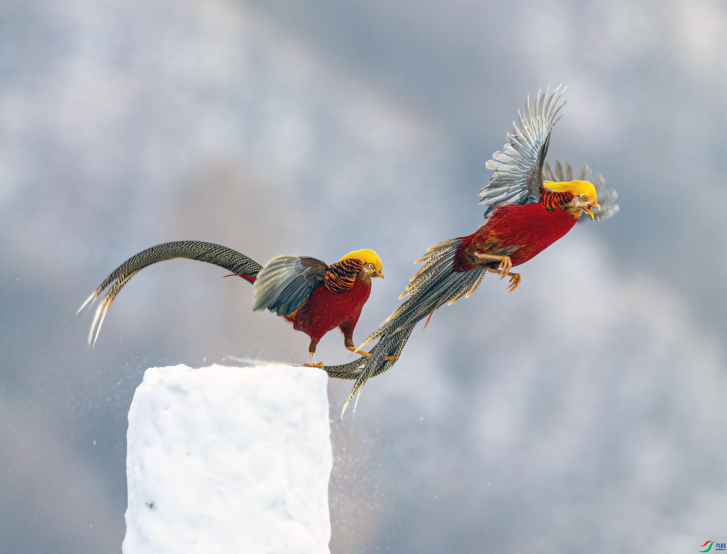 4.2 ��ɽ����ʦ��Ʒ  ��һ�츹����  �ٻ�2024��4��2����Ӱʦ��ҳ����.jpg