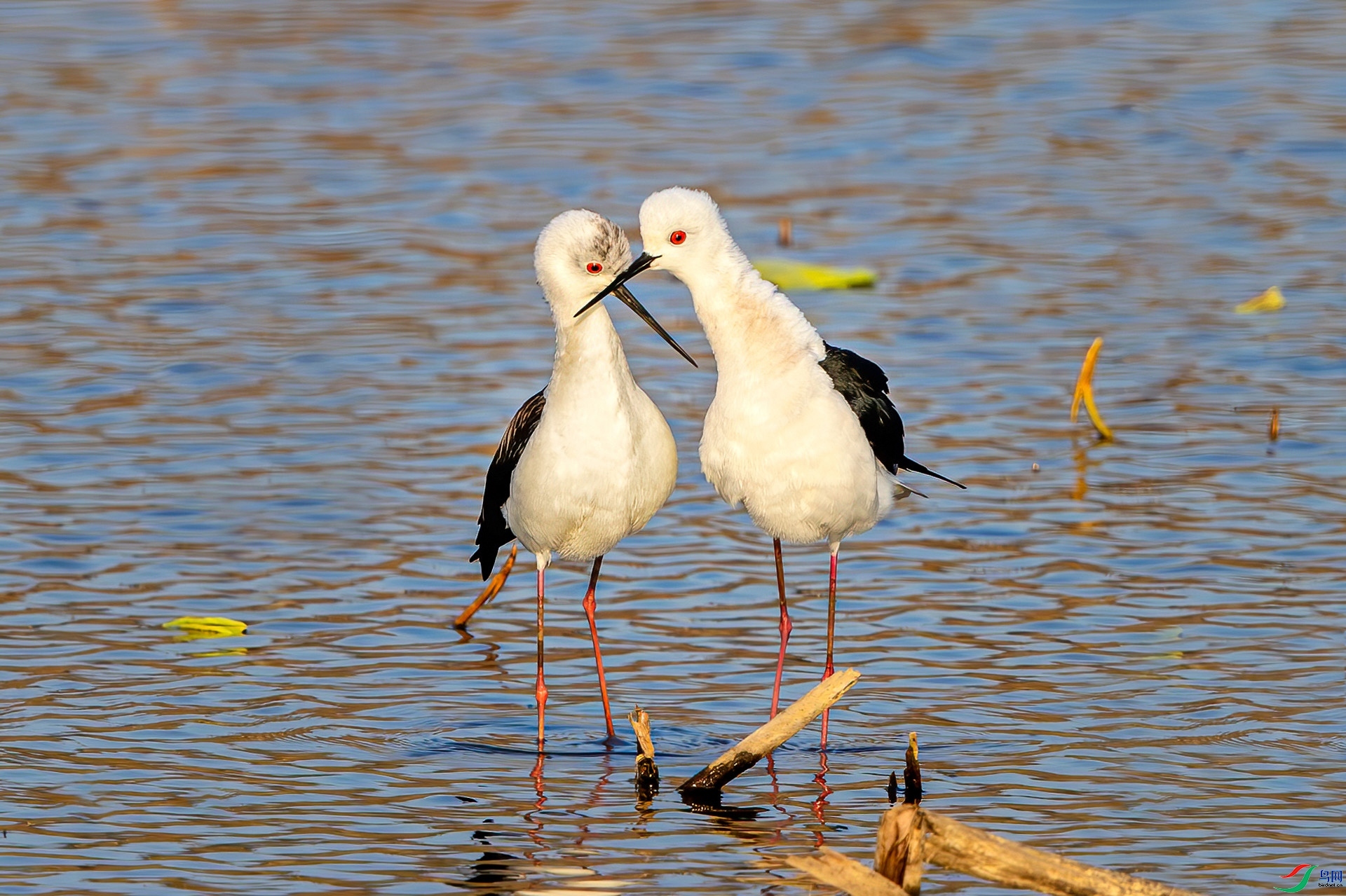 4.3 �ɵ���ʦ��Ʒ  ��������  �ٻ�2024��4��3����Ӱʦ��ҳ����.jpg