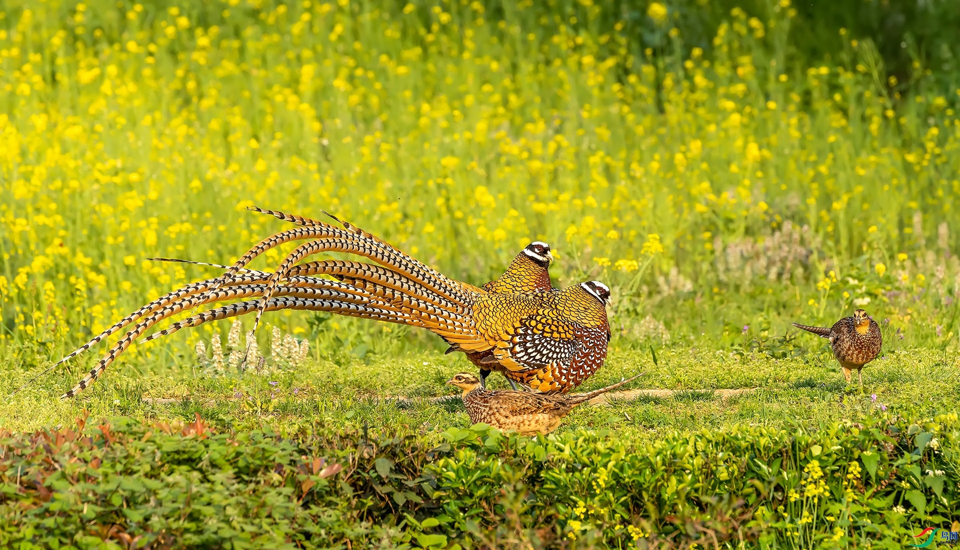 4.3 ��Ӱ������ʦ��Ʒ  ˫������  �ٻ�2024��4��3��������ҳ����.jpg