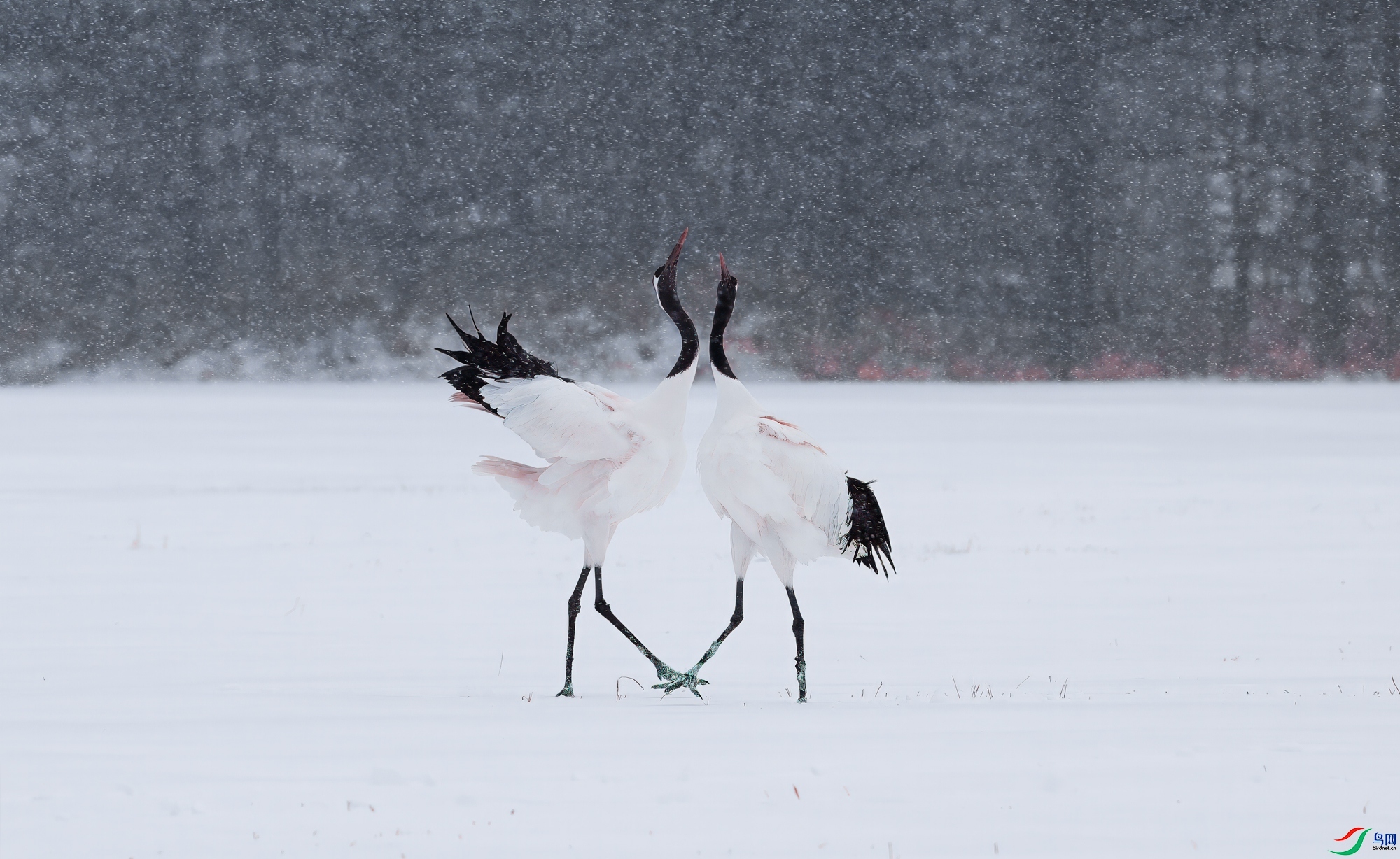 4.3 ����������ʦ��Ʒ  ��ѩ  �ٻ�2024��4��3�հ�����ҳ����.jpg