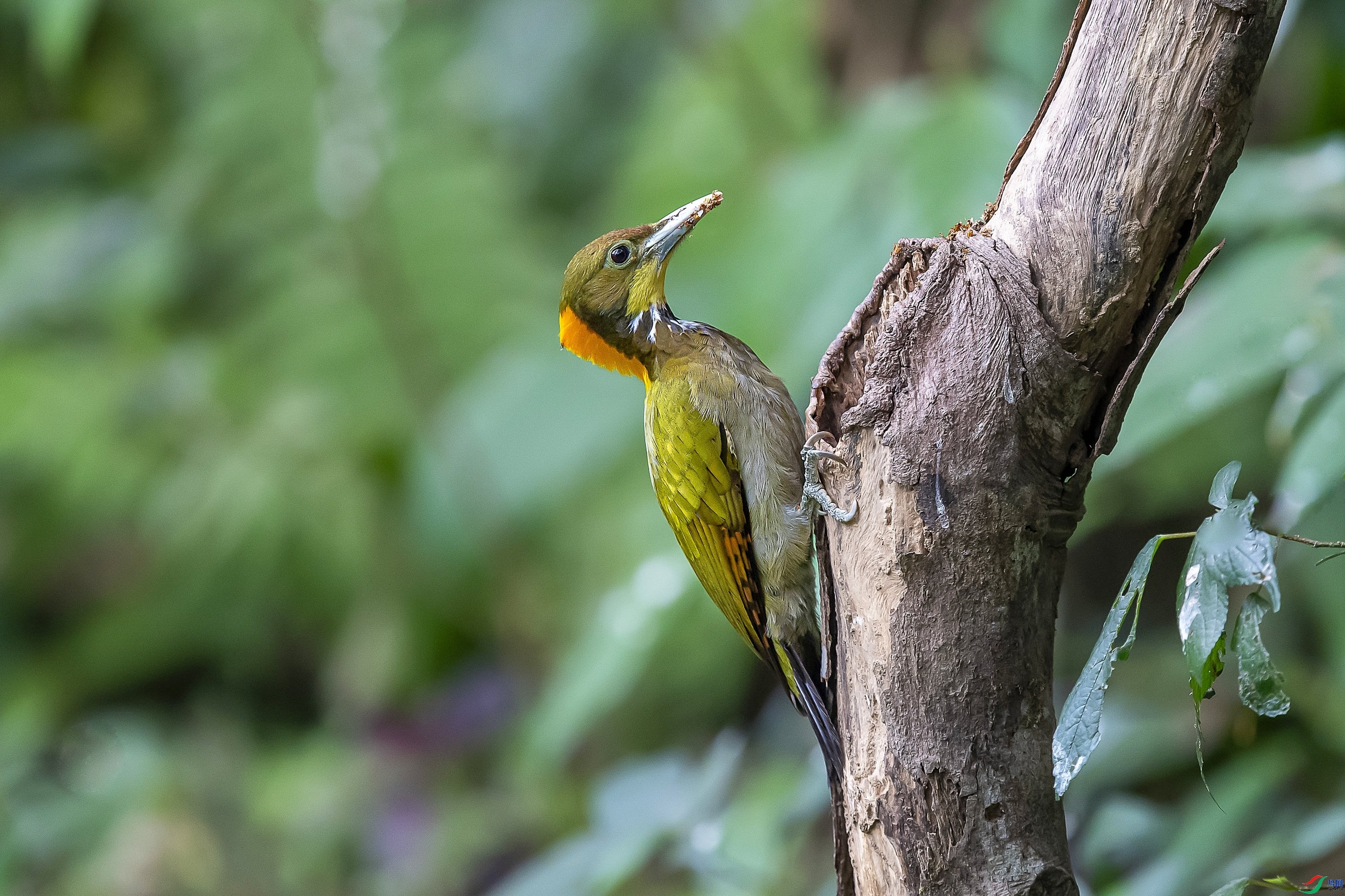 4.3 ����1183��ʦ��Ʒ  ��ƹ���ľ��  �ٻ�2024��4��3�ջ�Ա��ҳ����.jpg