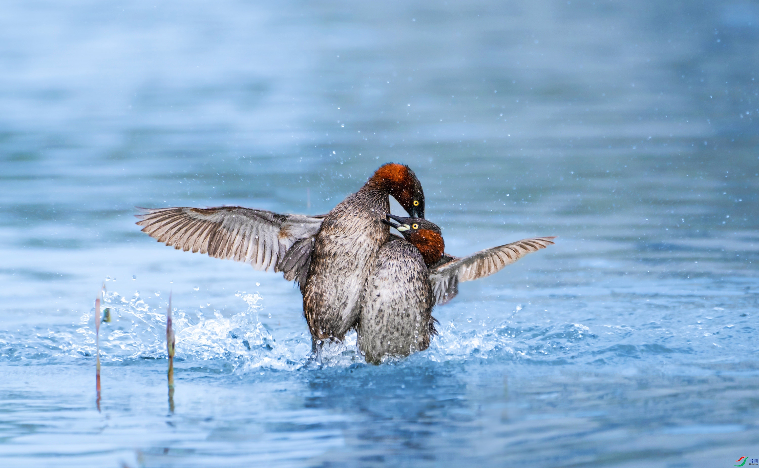 4.3 ˫��ƽ��ʦ��Ʒ  ս������-�����ͷ�Ҵ�����  �ٻ�2024��4��3����Ӱʦ��ҳ����.jpg