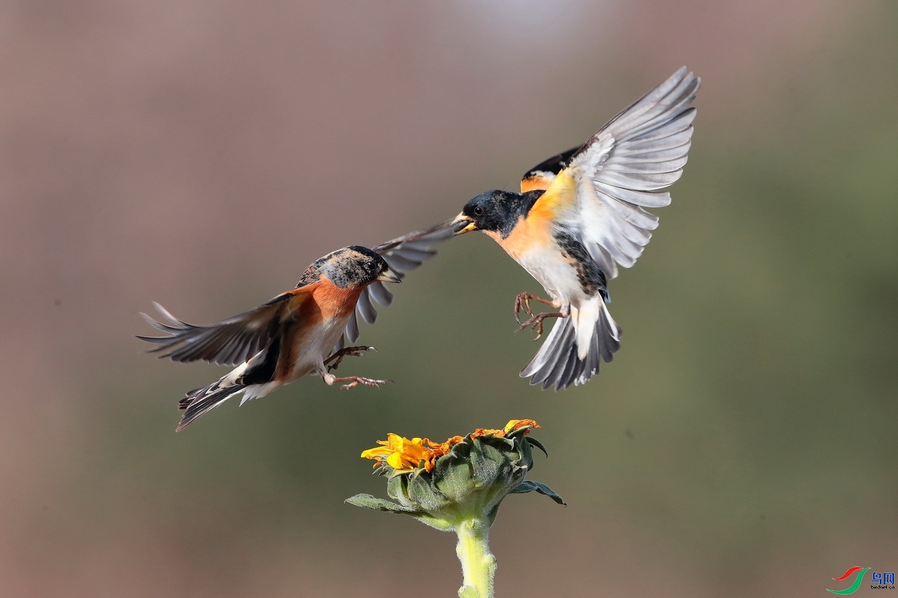 4.3 �����޺���ʦ��Ʒ  ��ȸ  �ٻ�2024��4��3�ջ�Ա��ҳ����.jpg