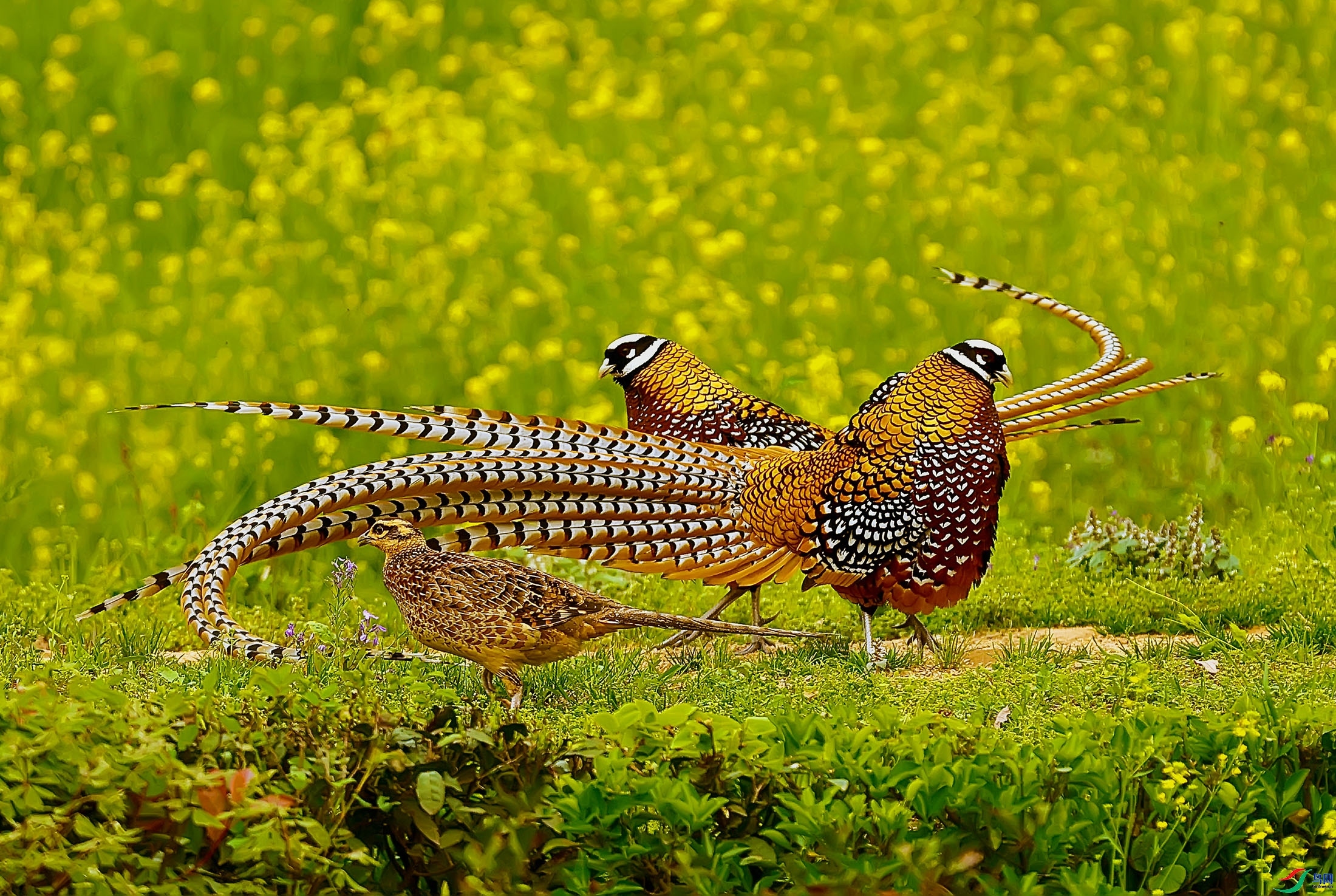 4.3 ��ɽ����ʦ��Ʒ  ʾ��-�׹ڳ�β��  �ٻ�2024��4��3����Ӱʦ��ҳ����.jpg