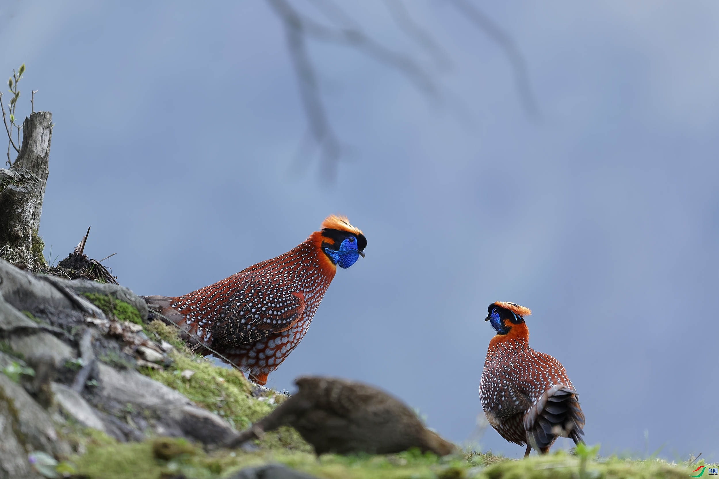 4.4 ���̲�����׺�����ʦ��Ʒ  ����  �ٻ�2024��4��4��������ҳ����.jpg