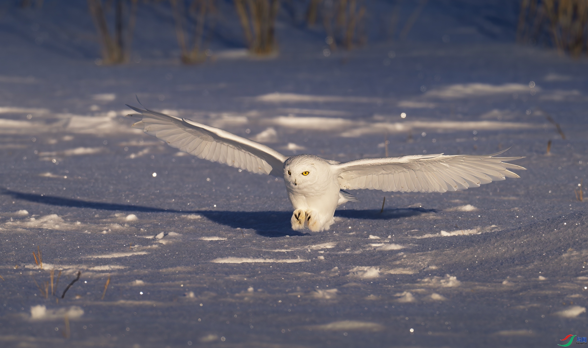 4.4 ����������ʦ��Ʒ  ѩ�^Ӣ��  �ٻ�2024��4��4�հ�����ҳ����.jpg