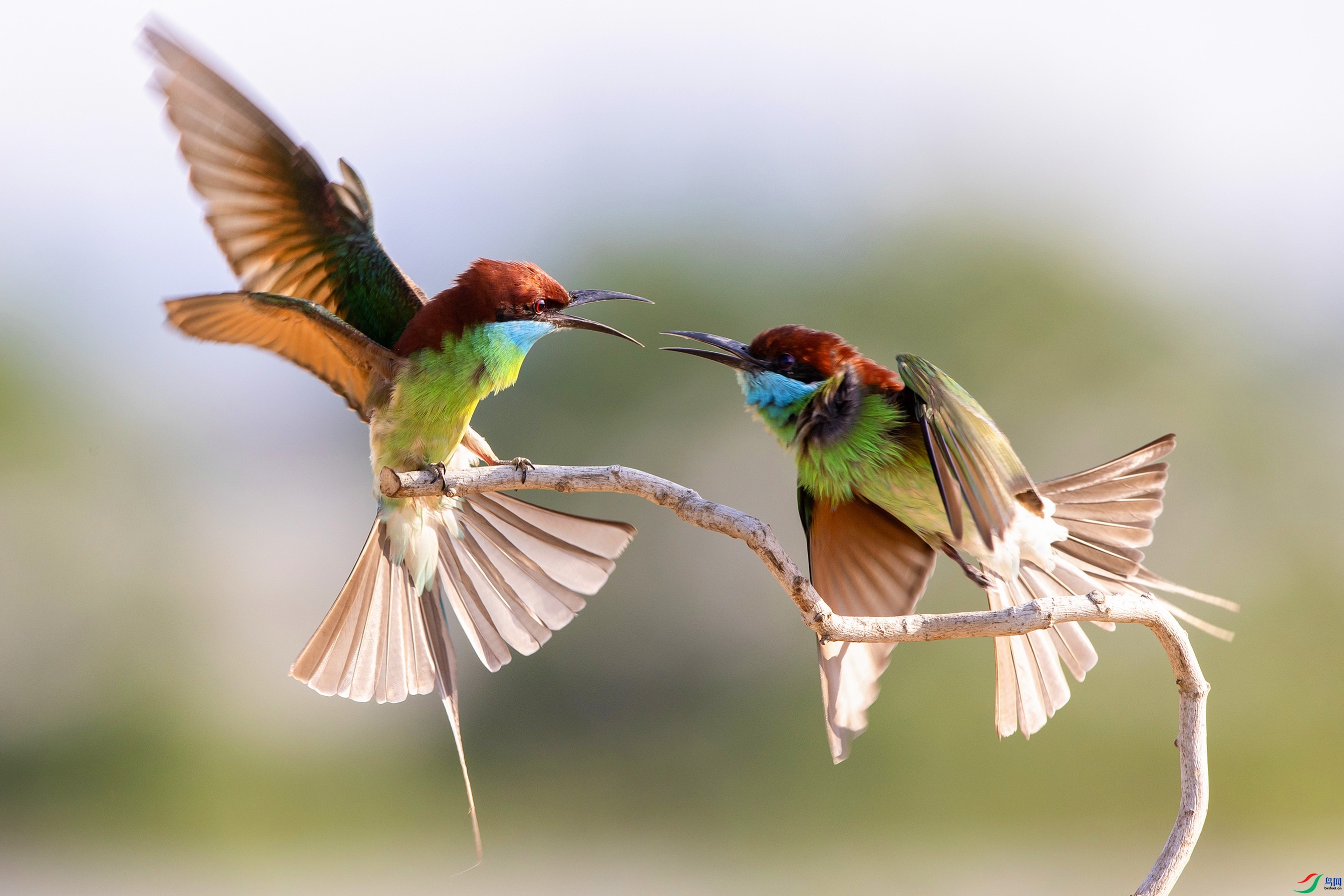 4.5 �ϲ�-���½�����ʦ��Ʒ  ��֦  �ٻ�2024��4��5����Ӱʦ��ҳ����.jpg