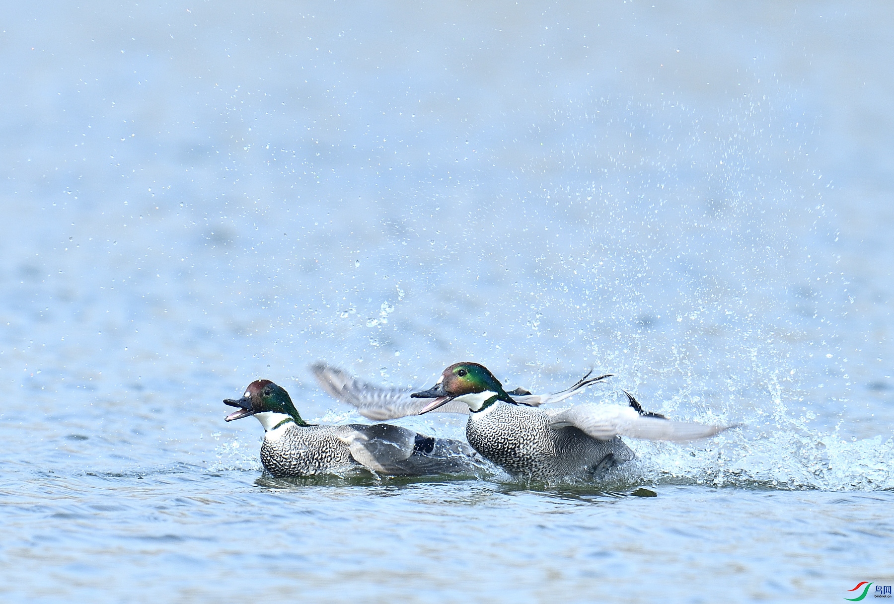 DSC_8623.JPG