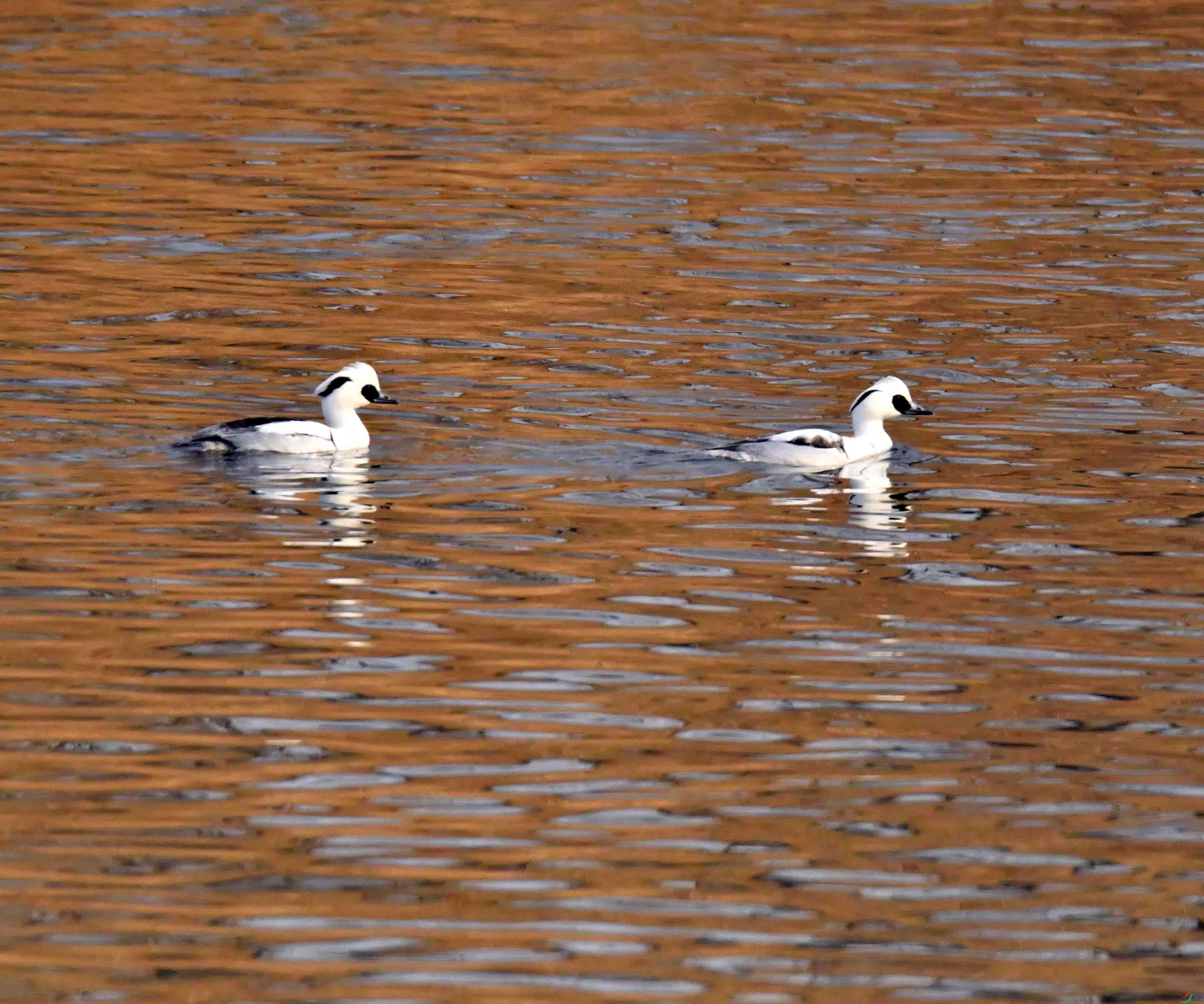 DSC_2688.JPG