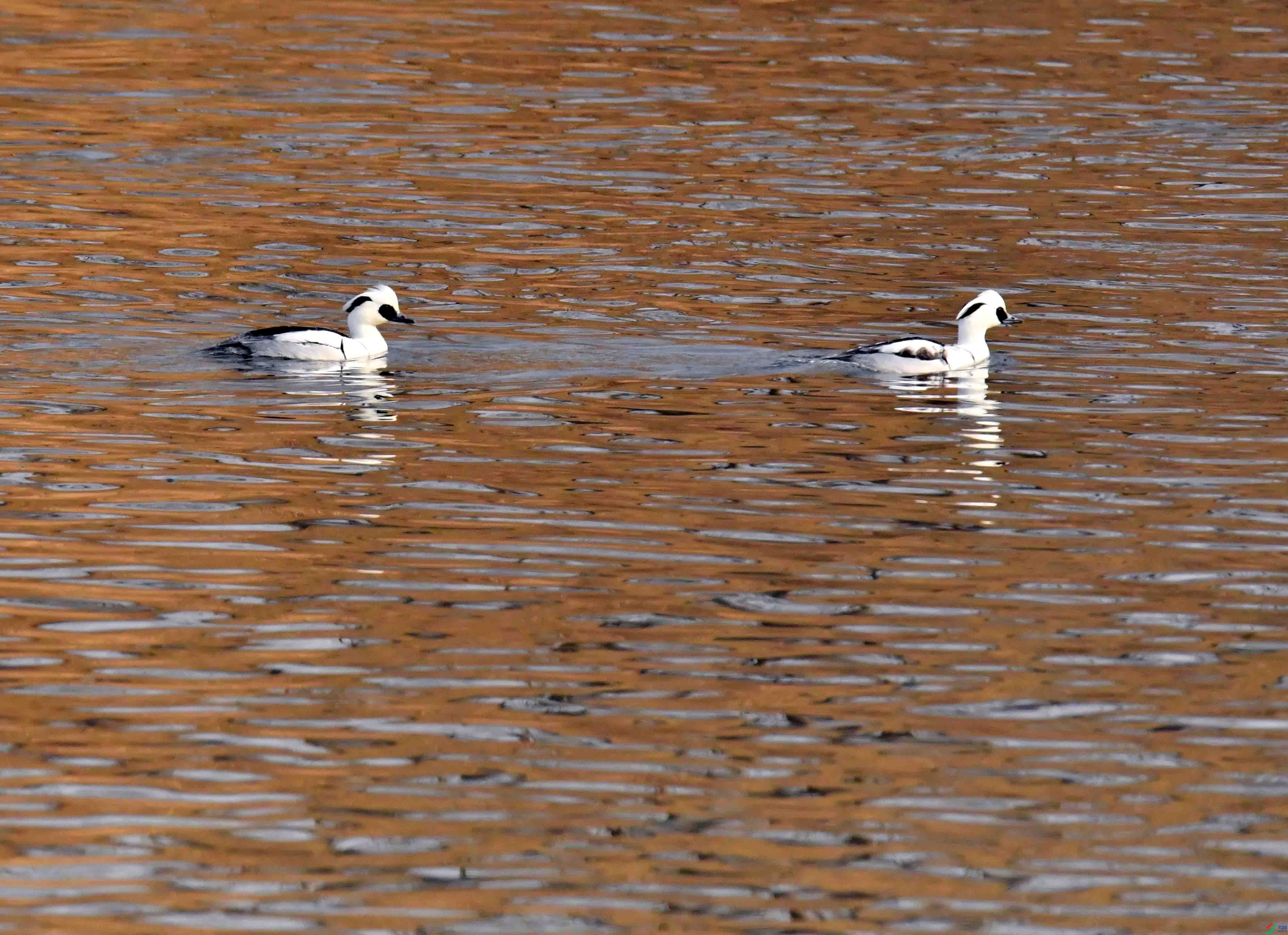 DSC_2690.JPG