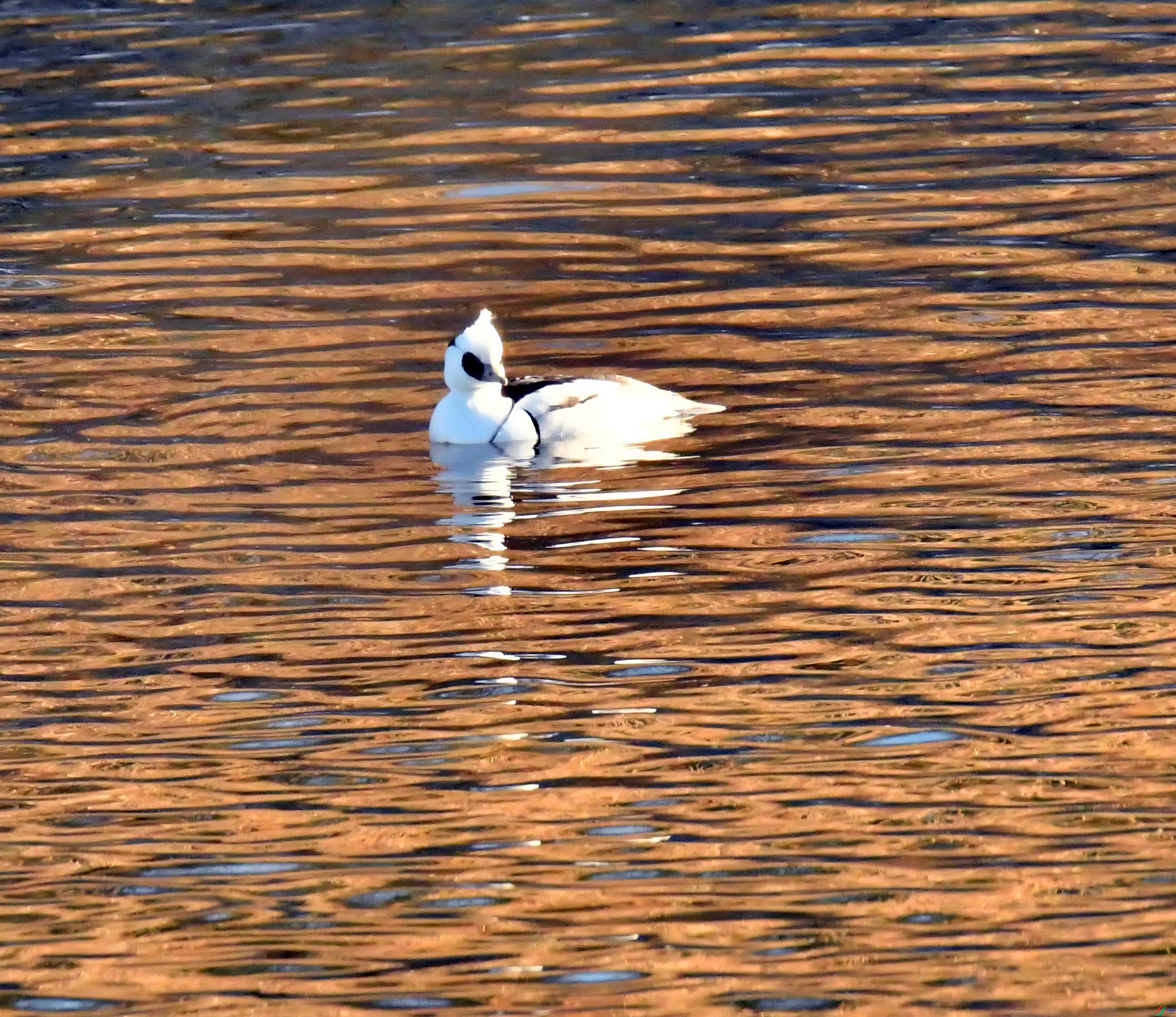 DSC_9028.JPG
