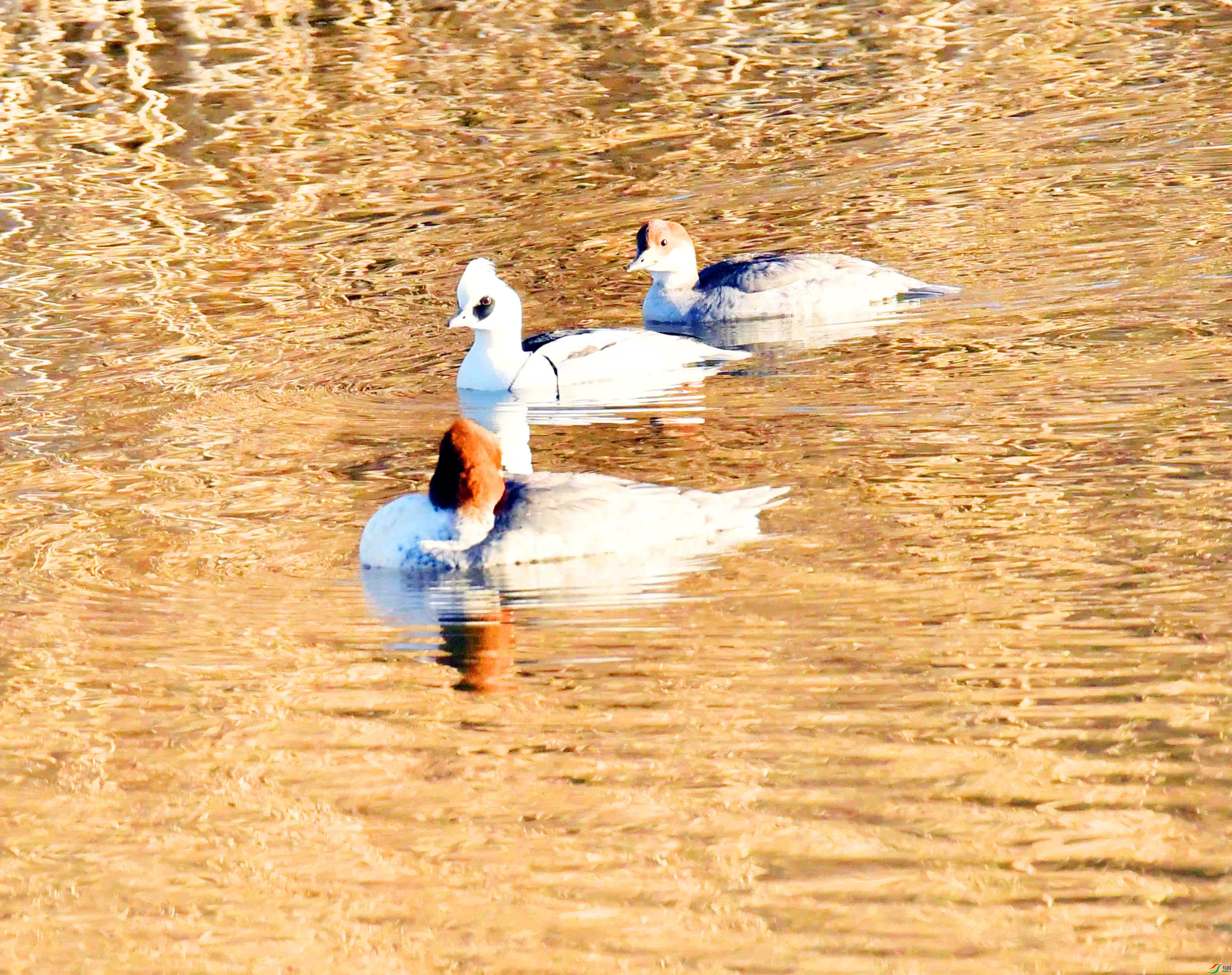 DSC_9034.JPG