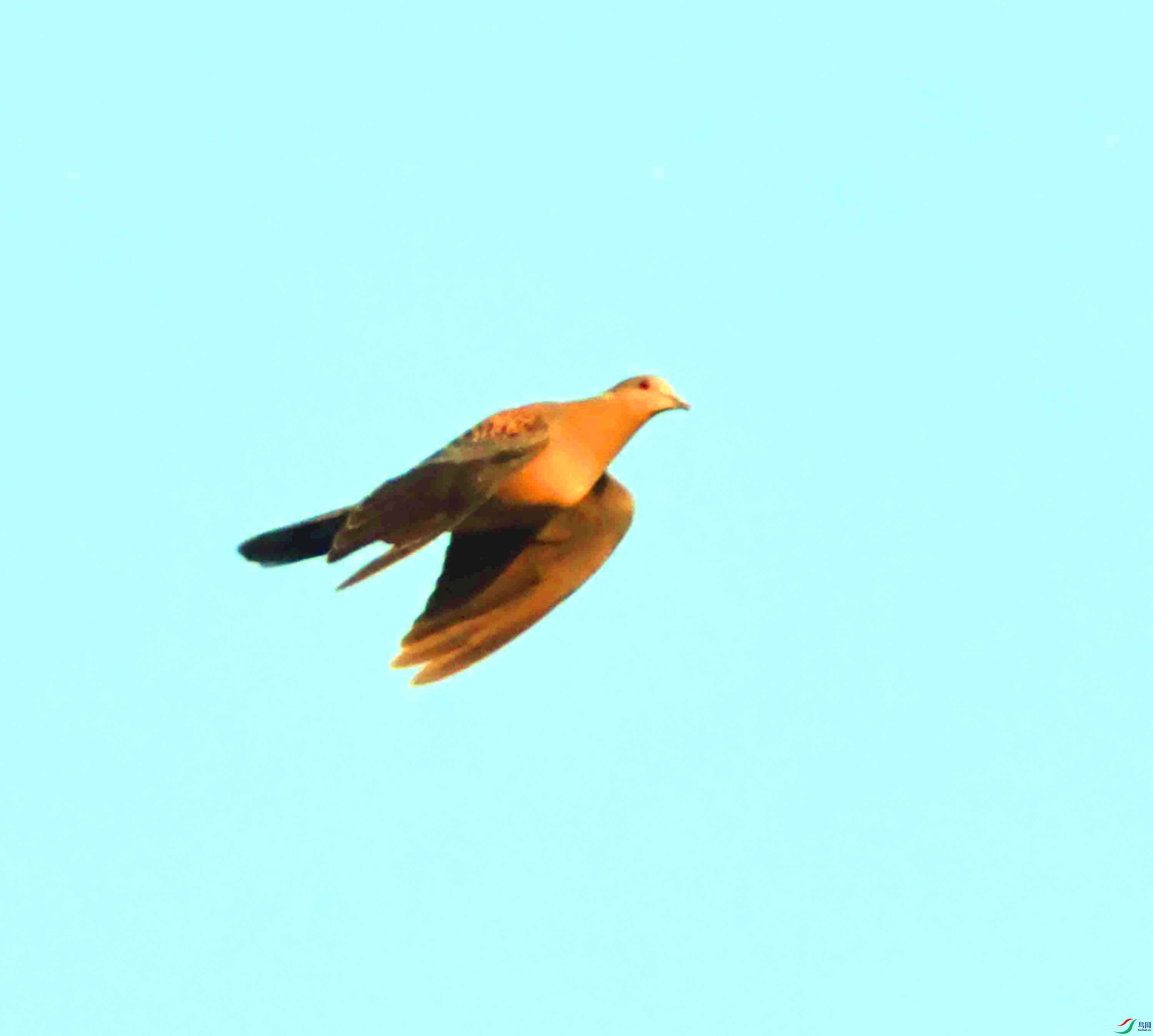 DSC_0321.JPG