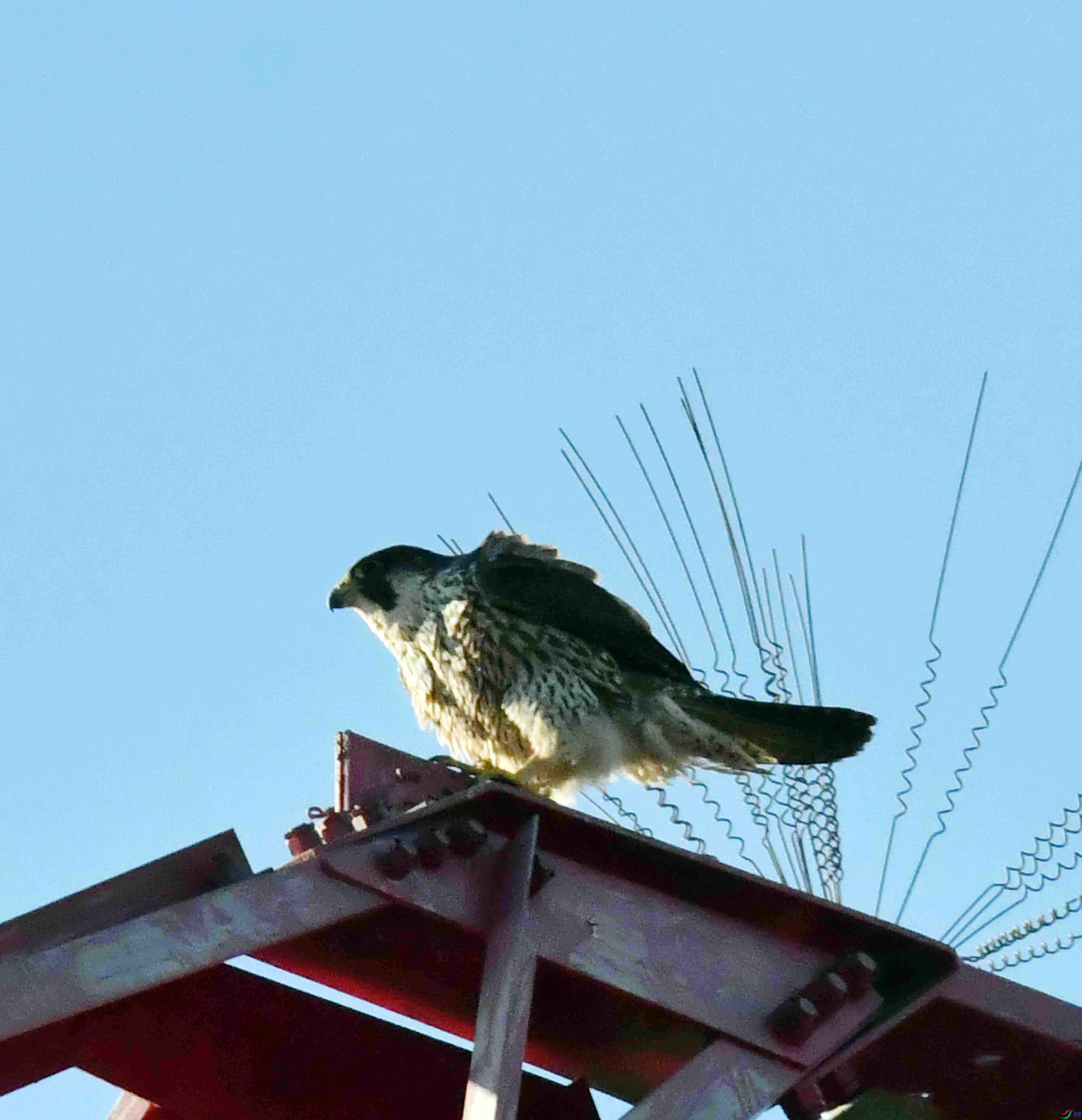 DSC_9232.JPG