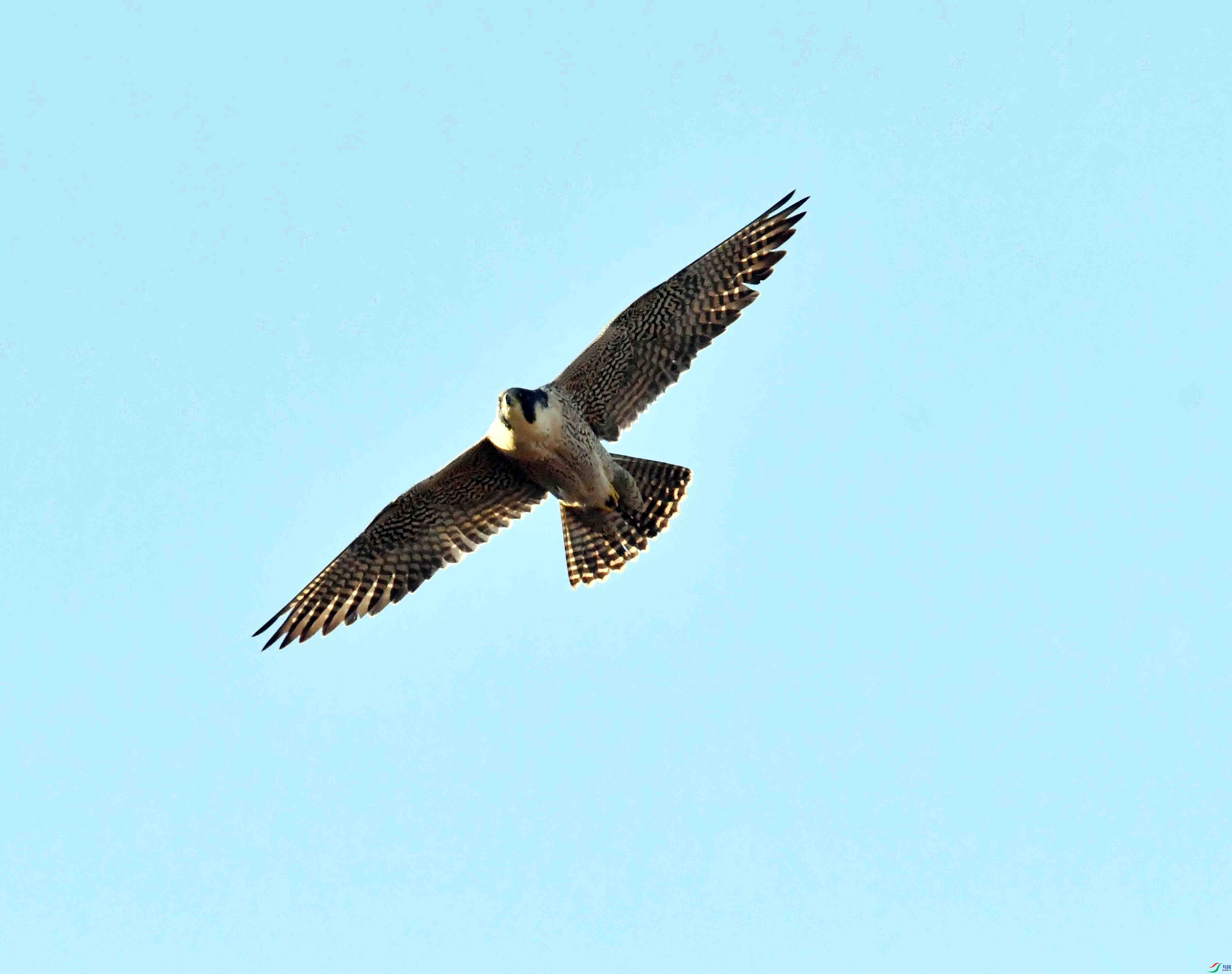 DSC_9235.JPG