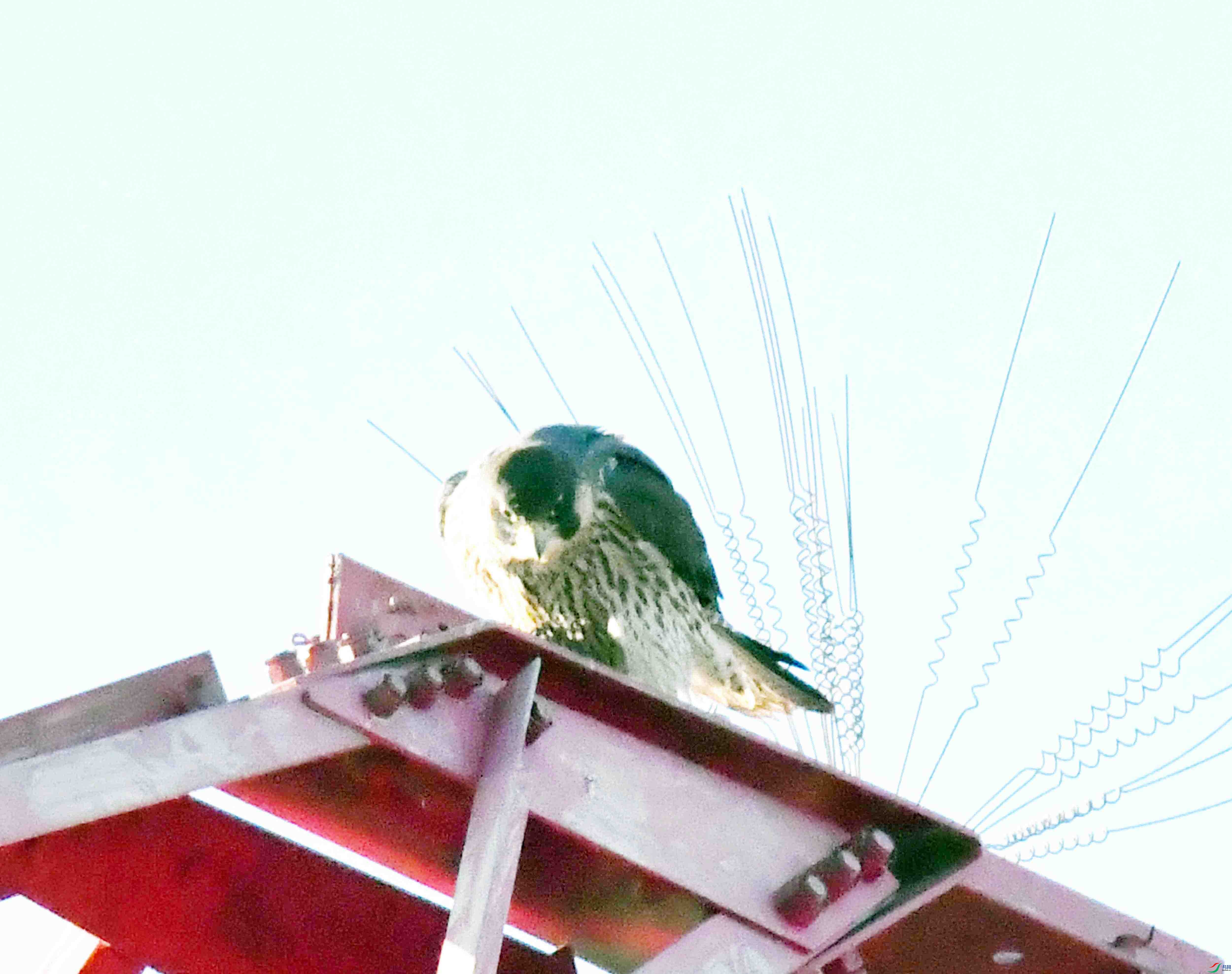 DSC_9247.JPG