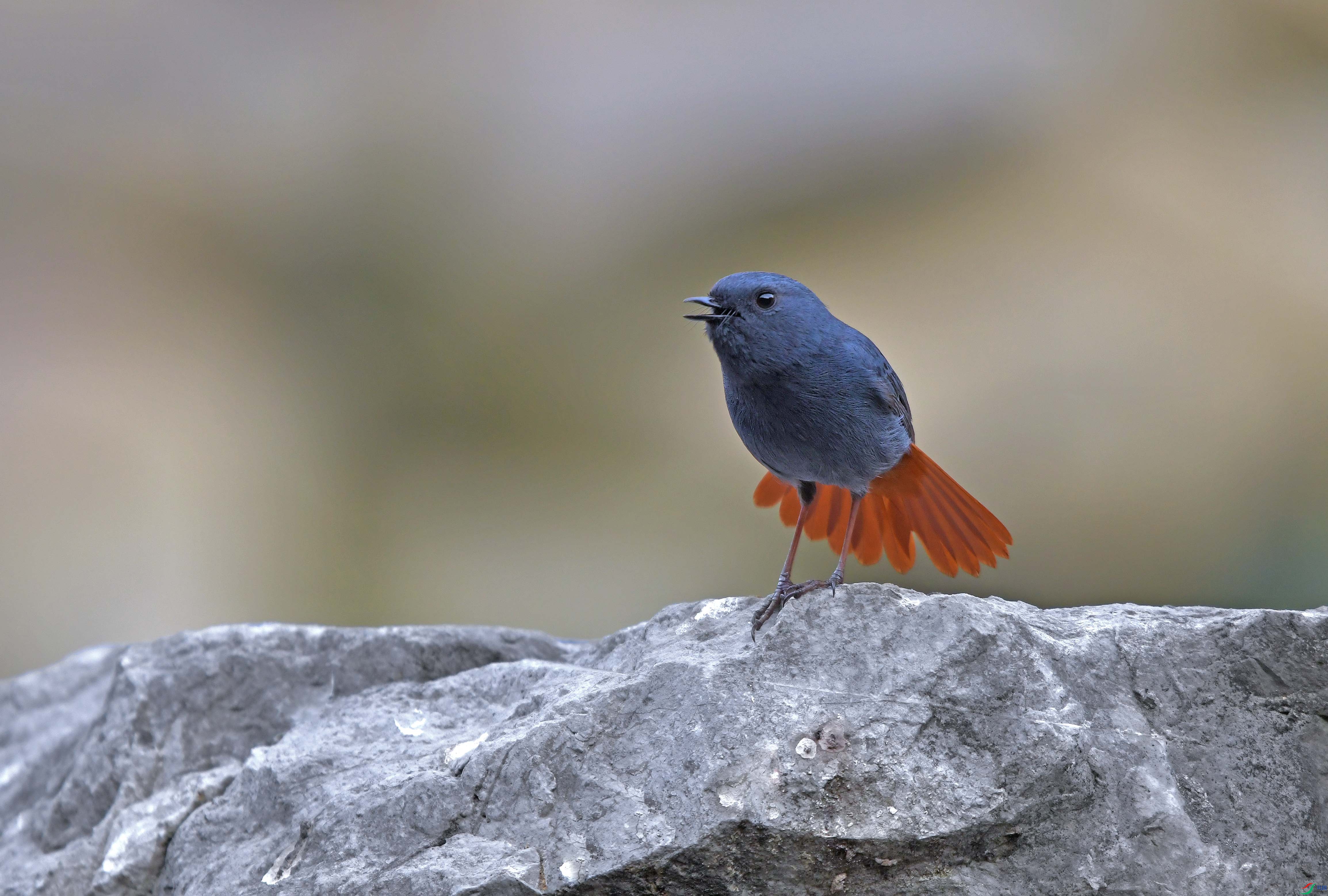 DSC_6594.JPG