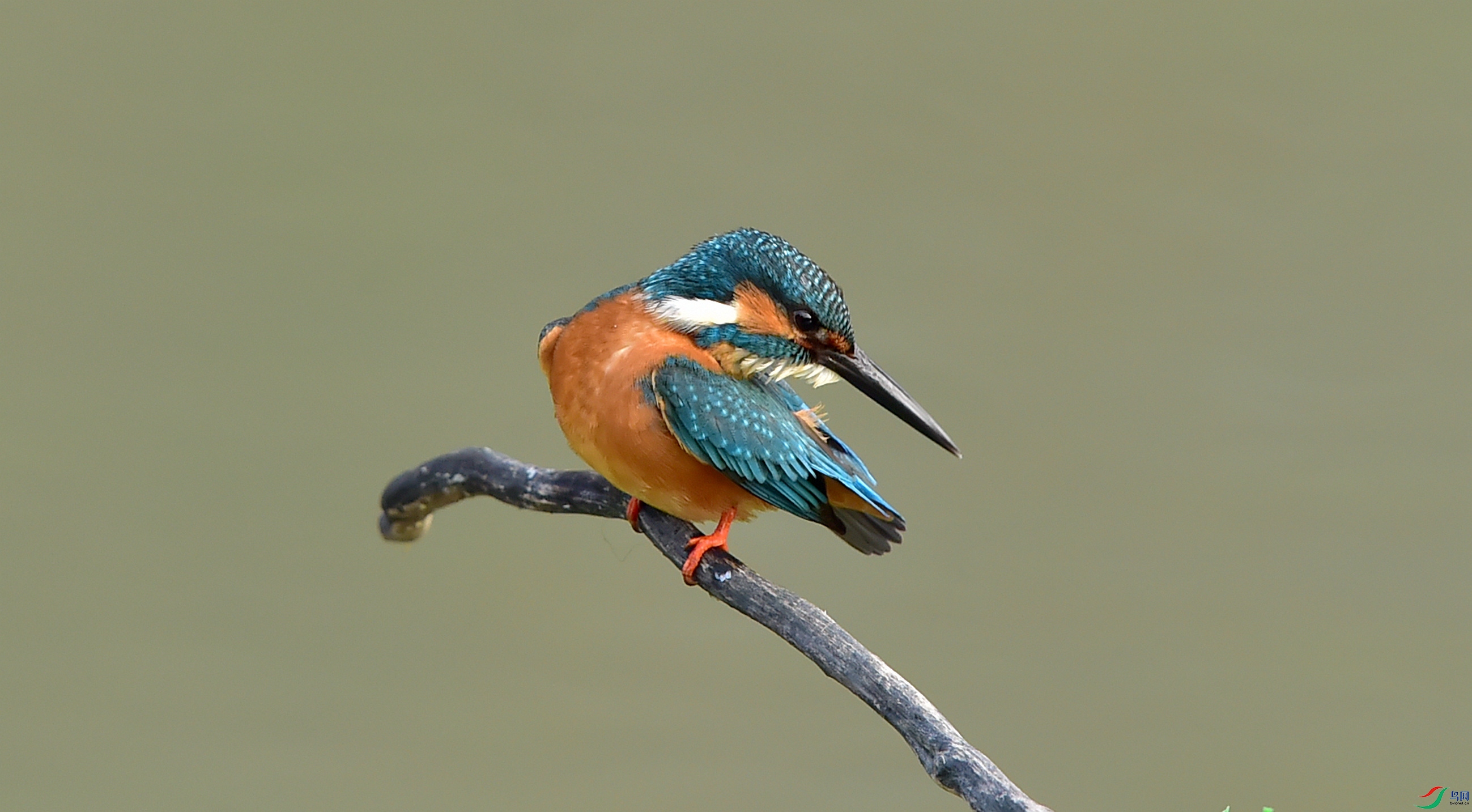 DSC_7115.jpg