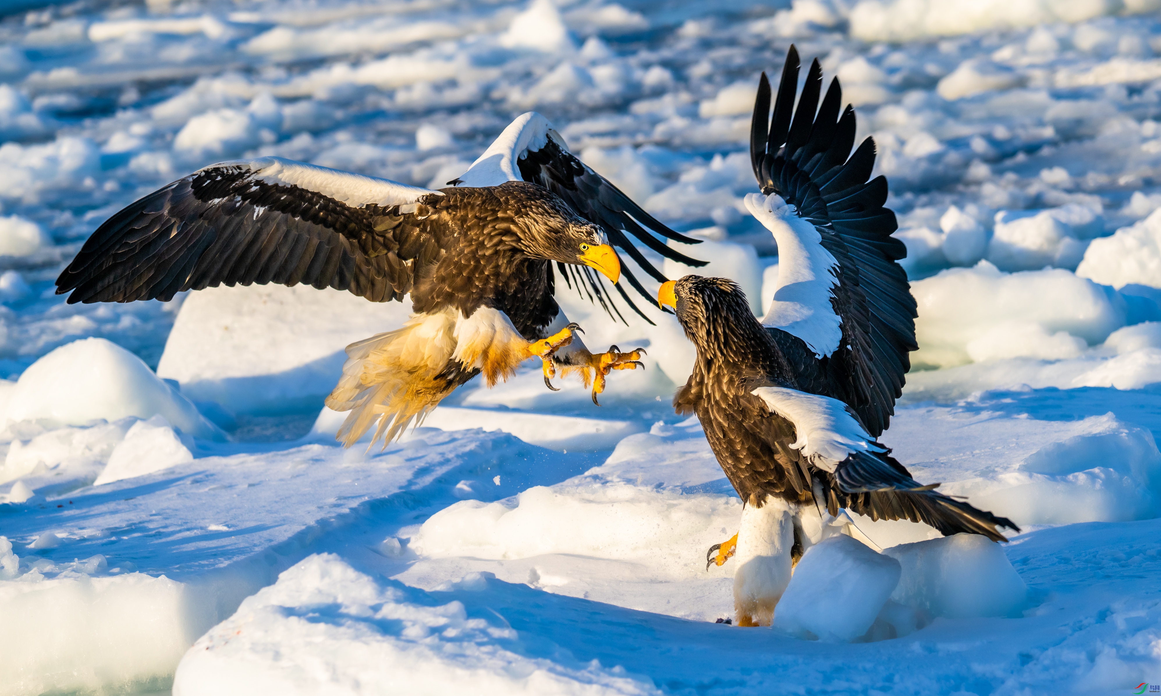 _DSC0110-1_1.jpg
