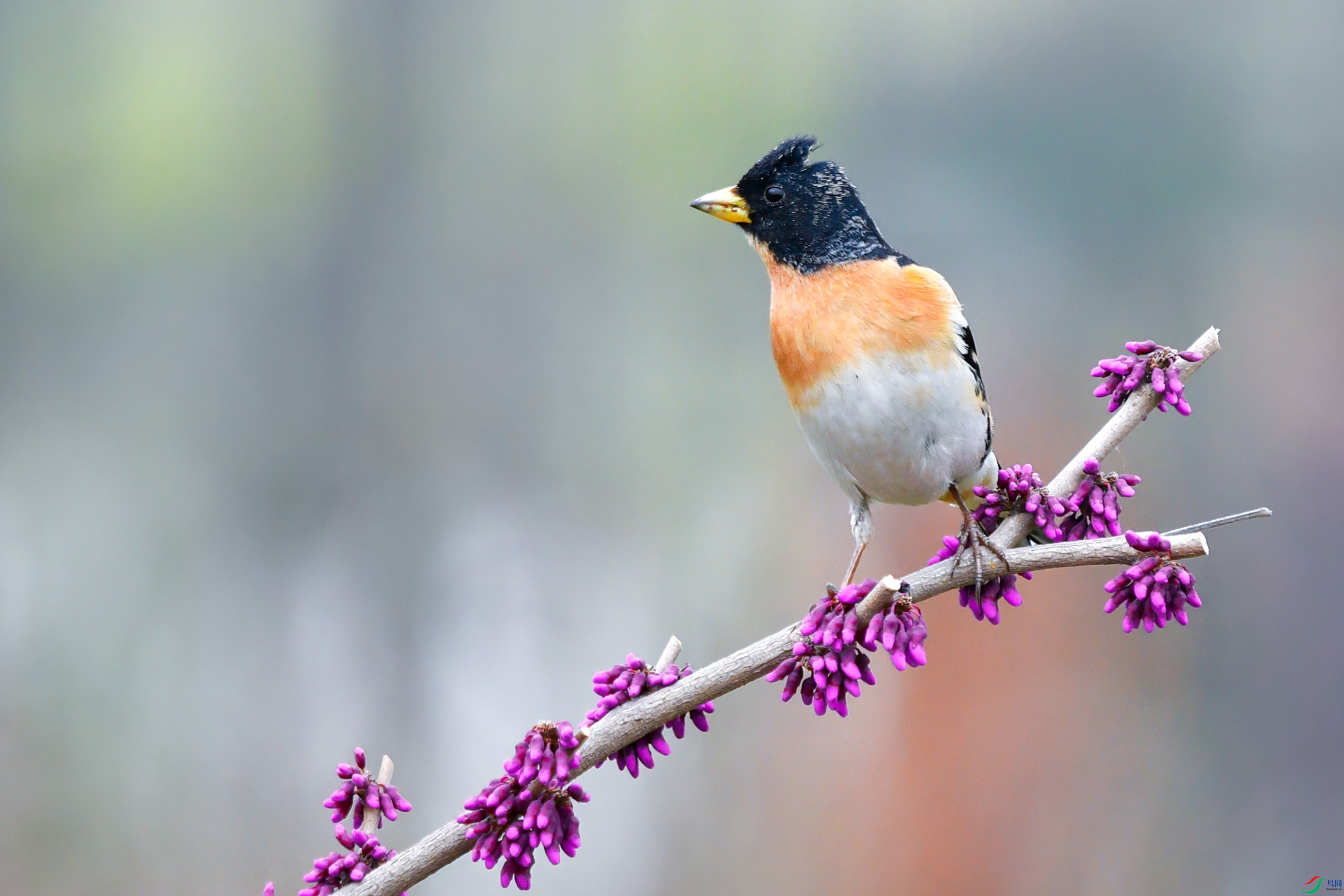 DSC_9844-topaz-denoise ����.jpg