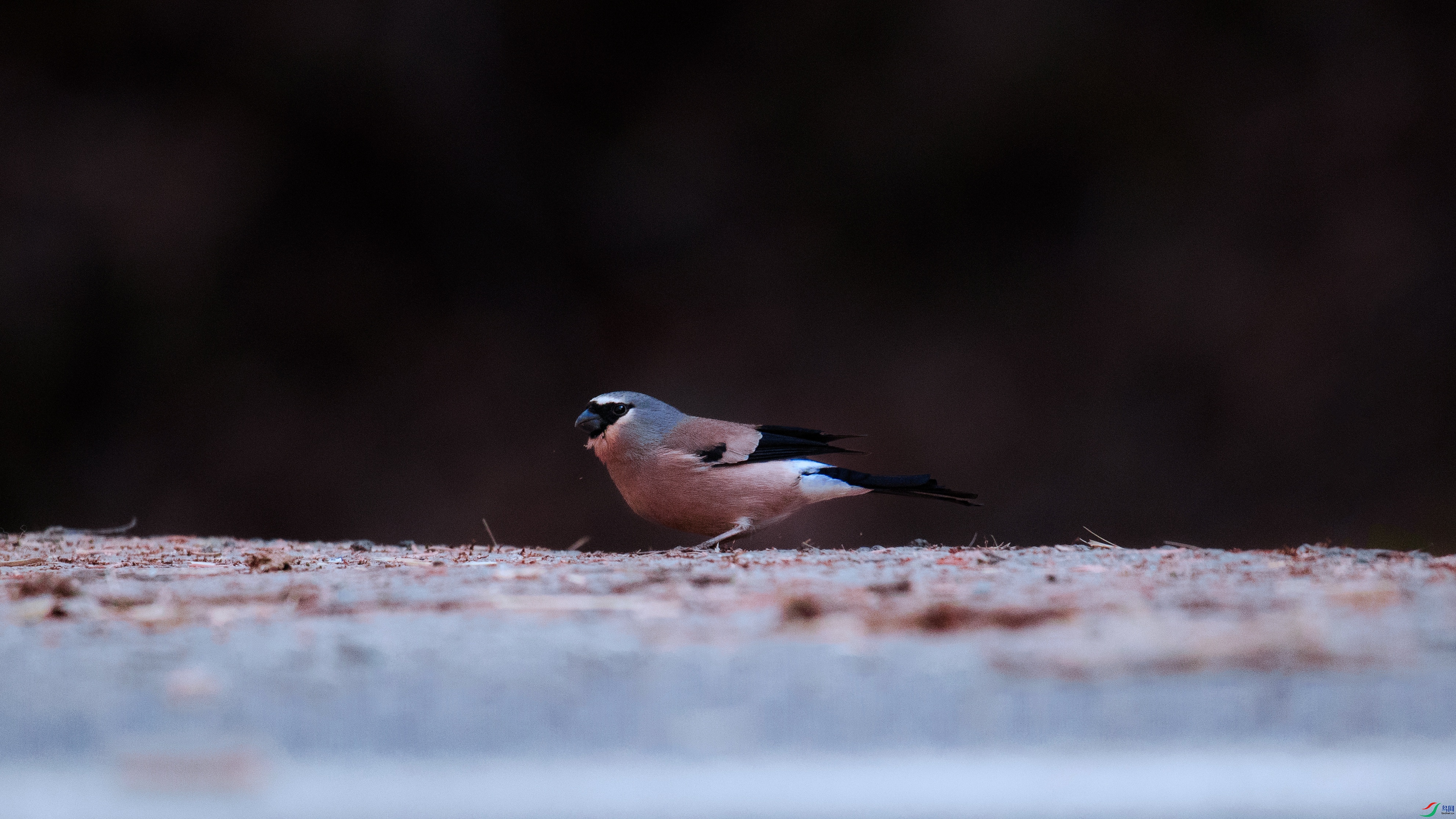 000A4929 ���� - ����.jpg