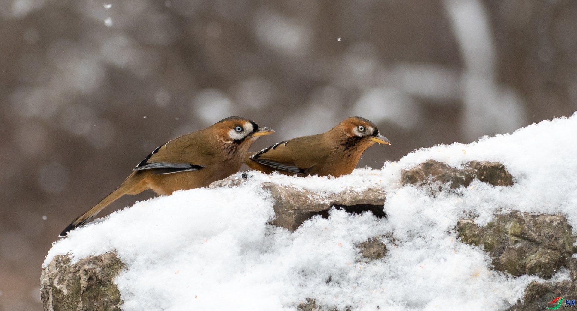 DSC_9966_1.jpg