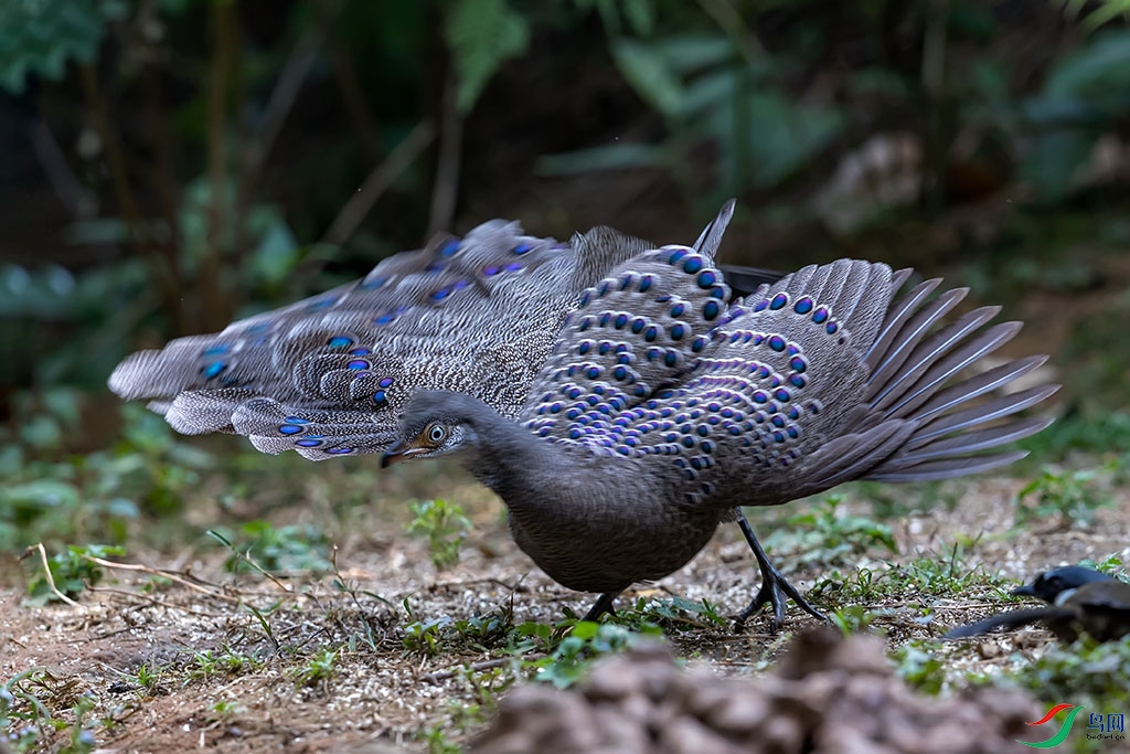 yj180225_3461 ����.jpg