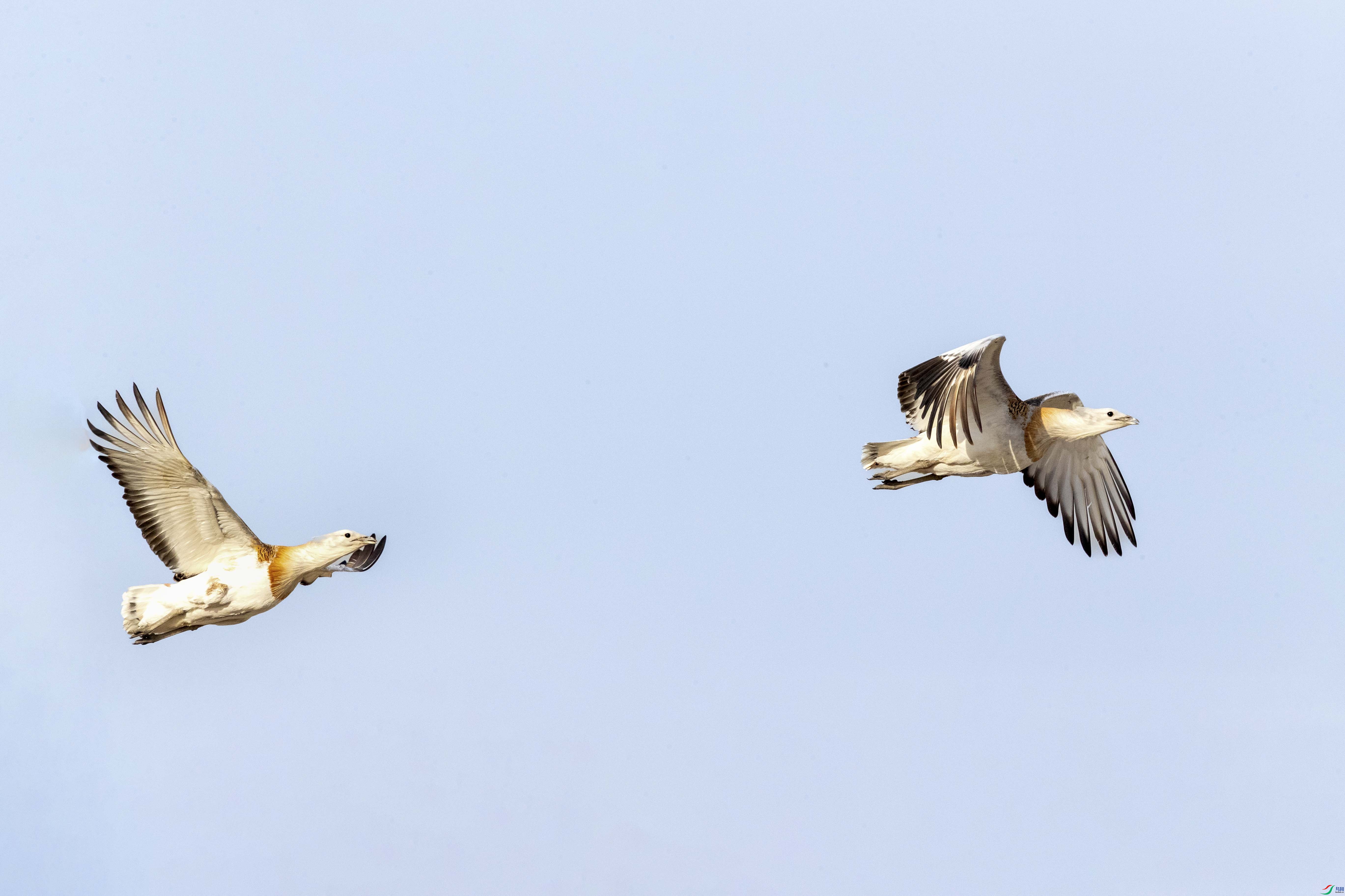 WGX_1619_1.JPG