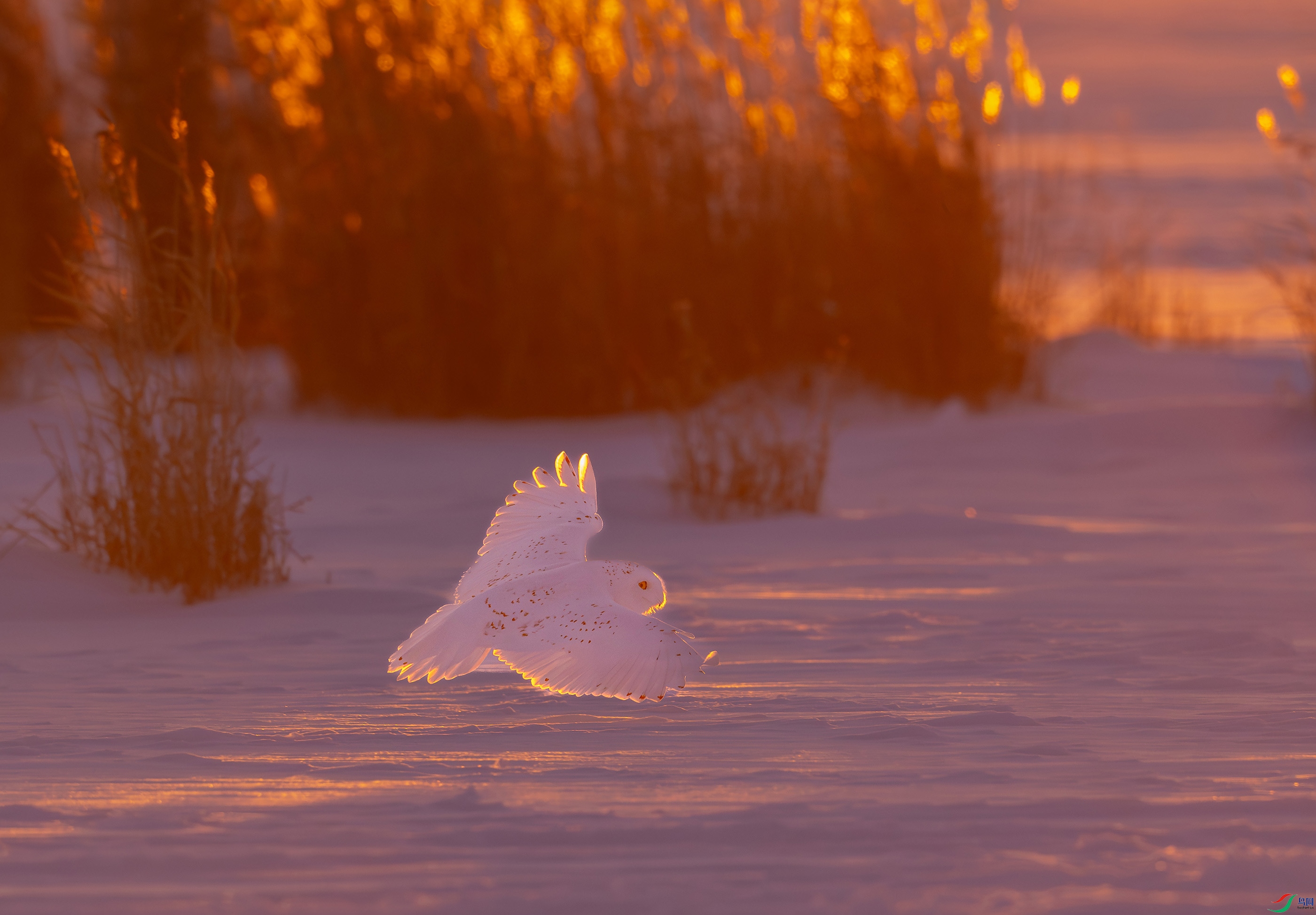 �������ʳ