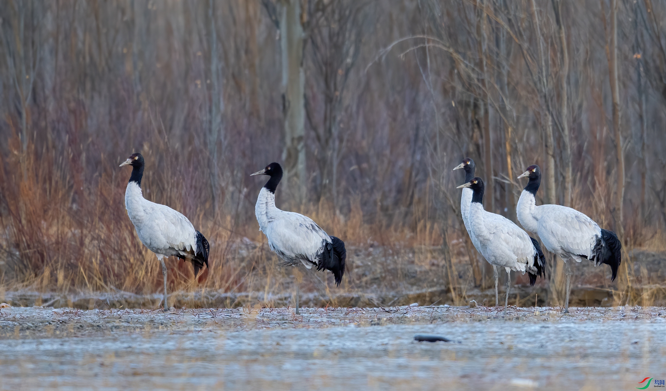 DSC_0202-11.jpg