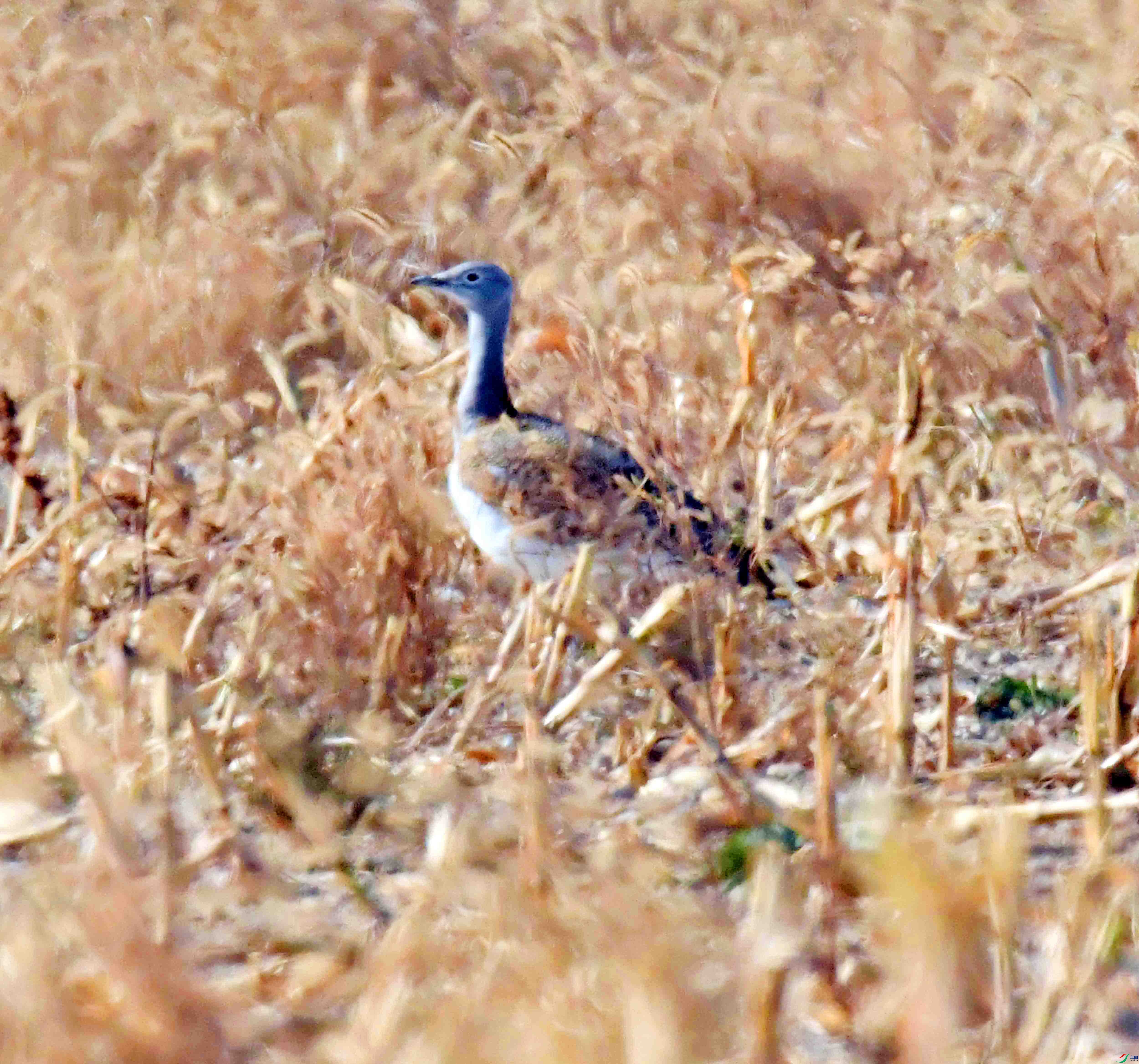 DSC_0441.JPG