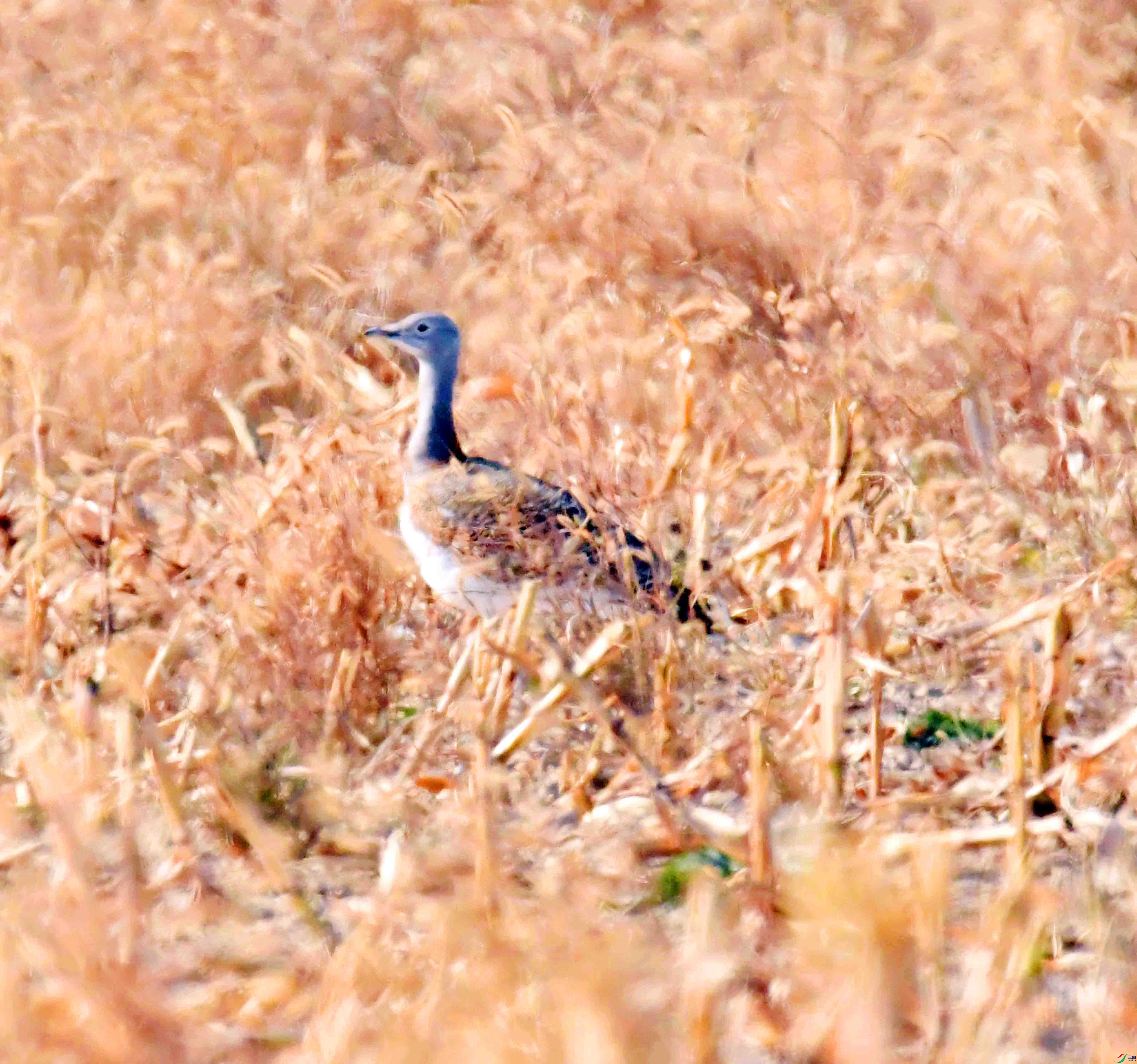 DSC_0442.JPG