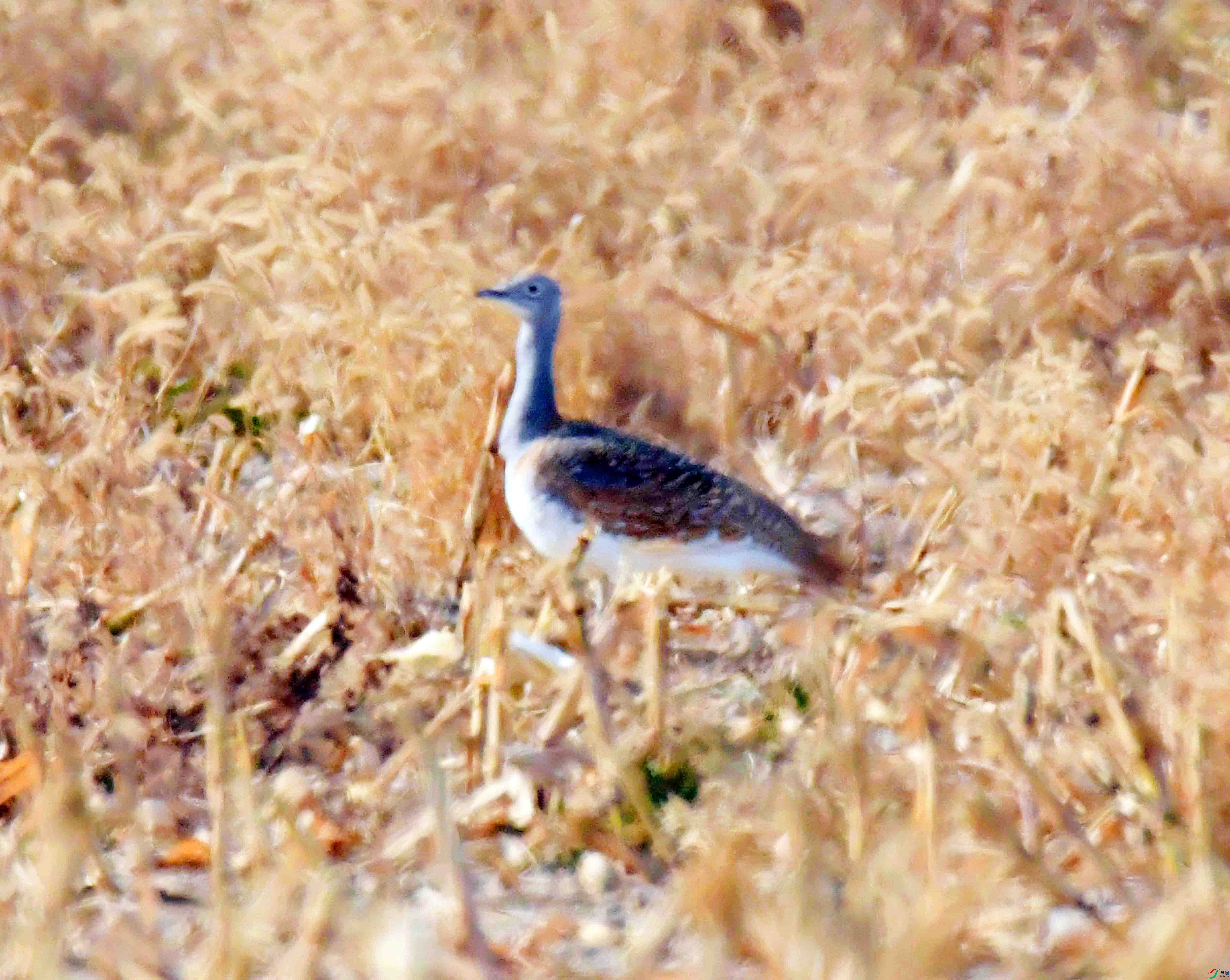 DSC_0554.JPG