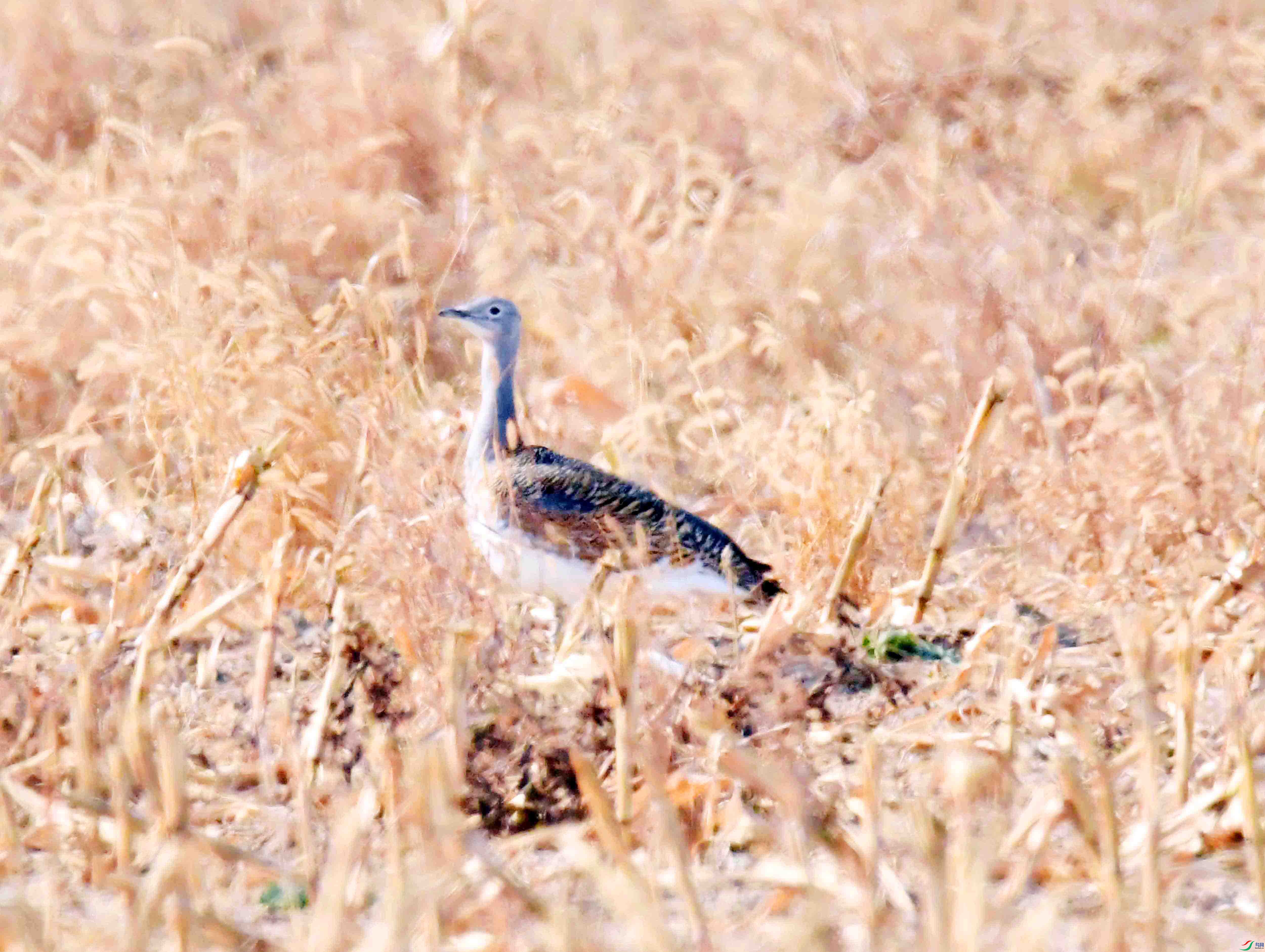 DSC_0561.JPG