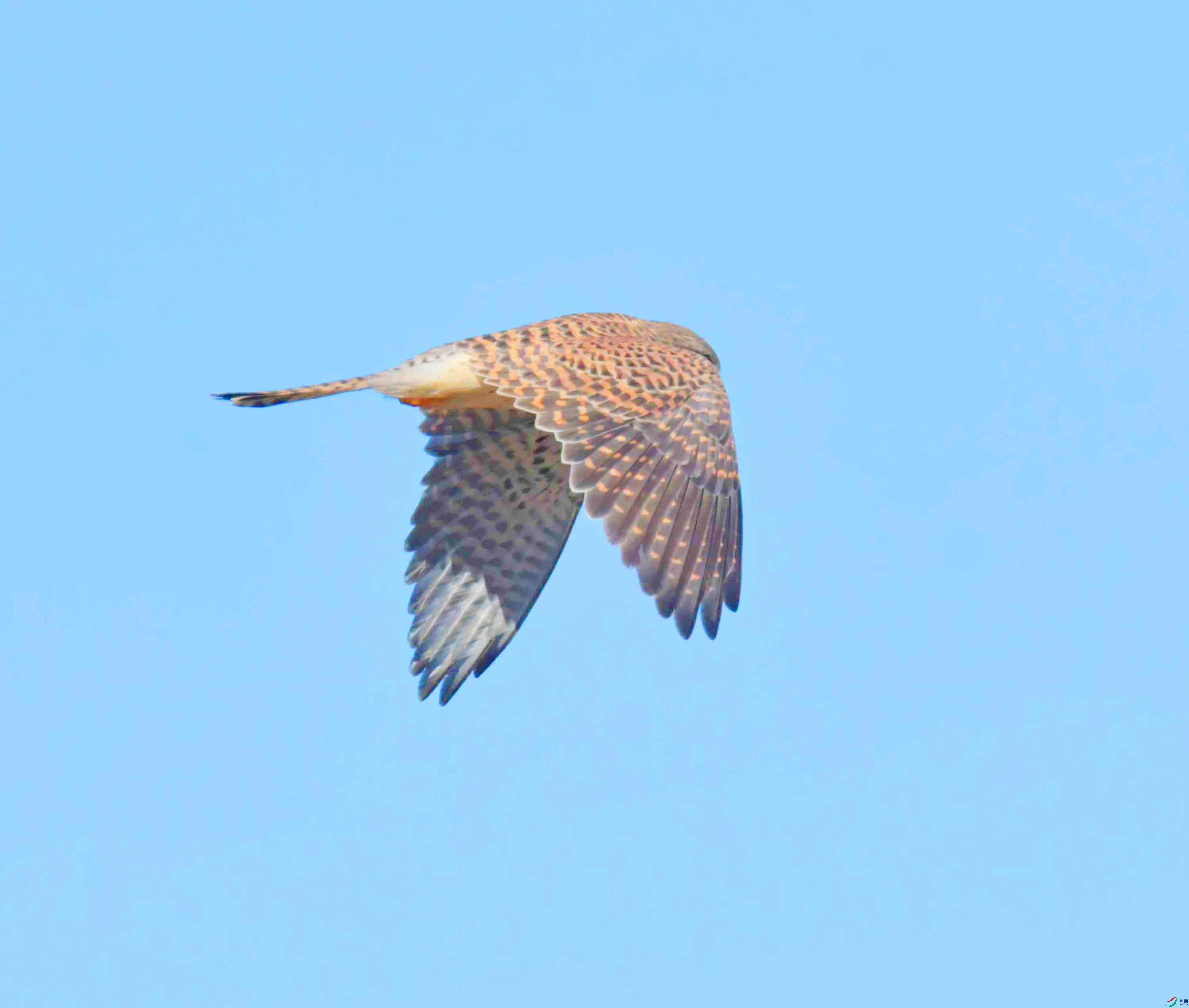 DSC_3176.JPG