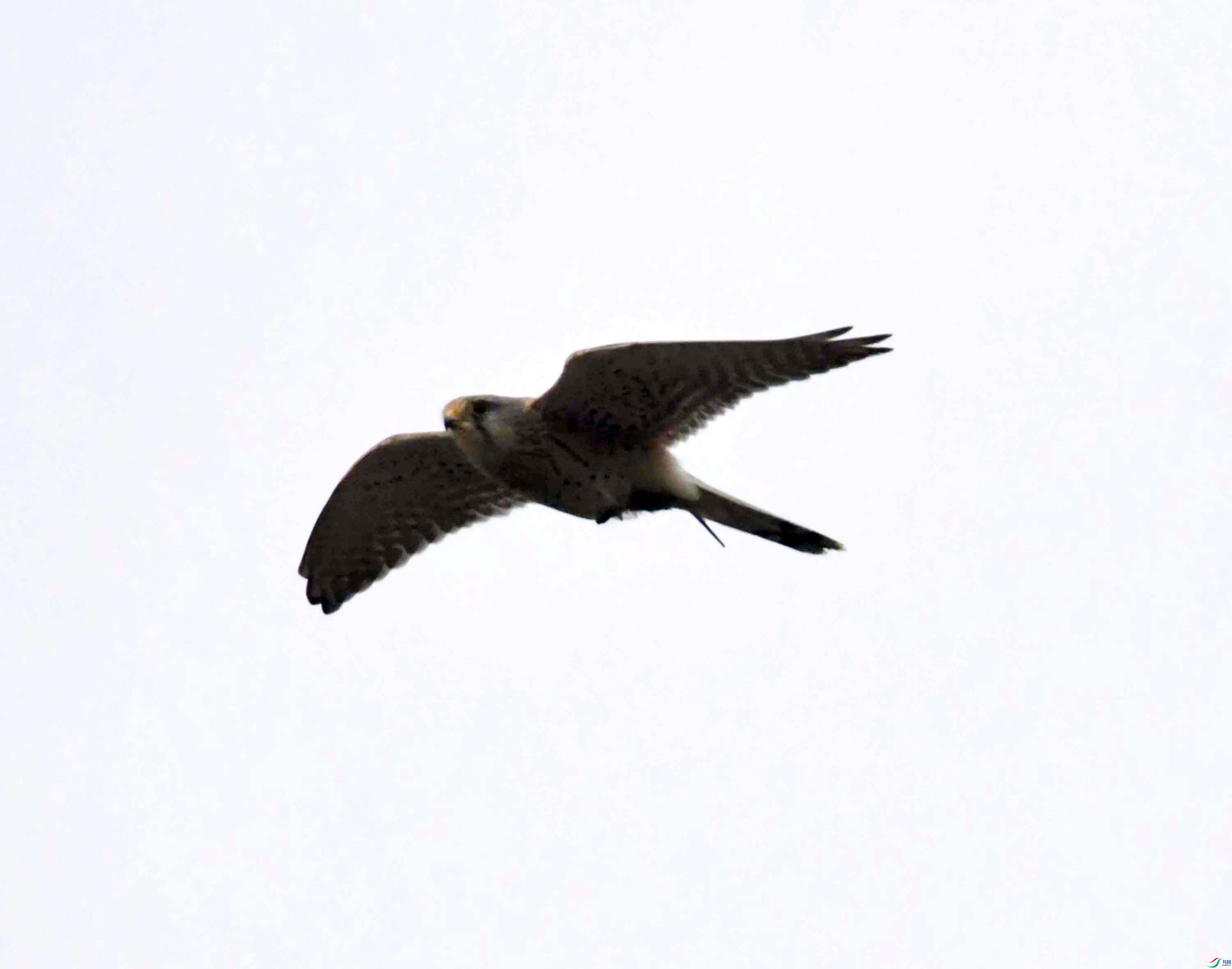 DSC_3704.JPG