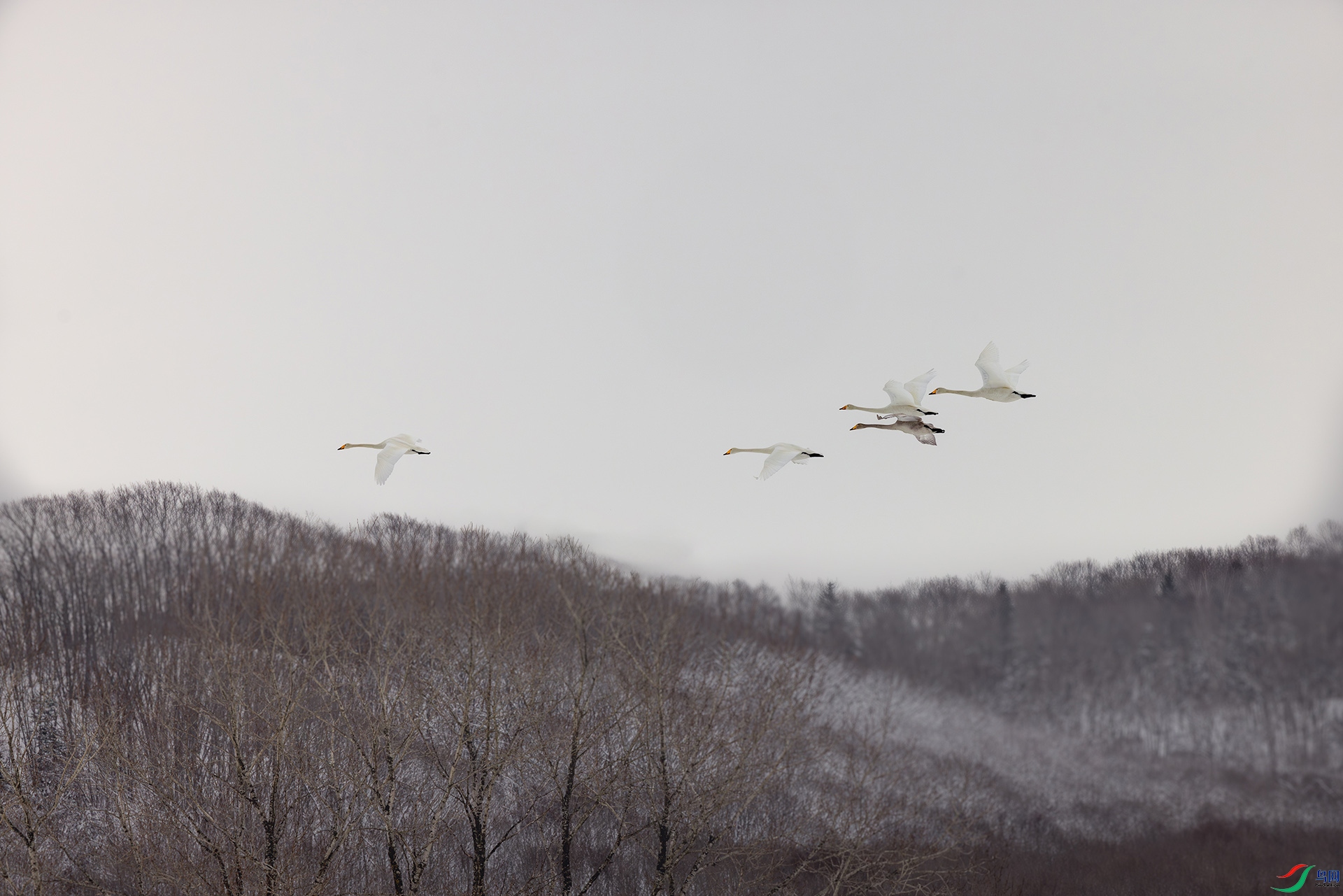 547A2540-����ǿ-NR ����.jpg