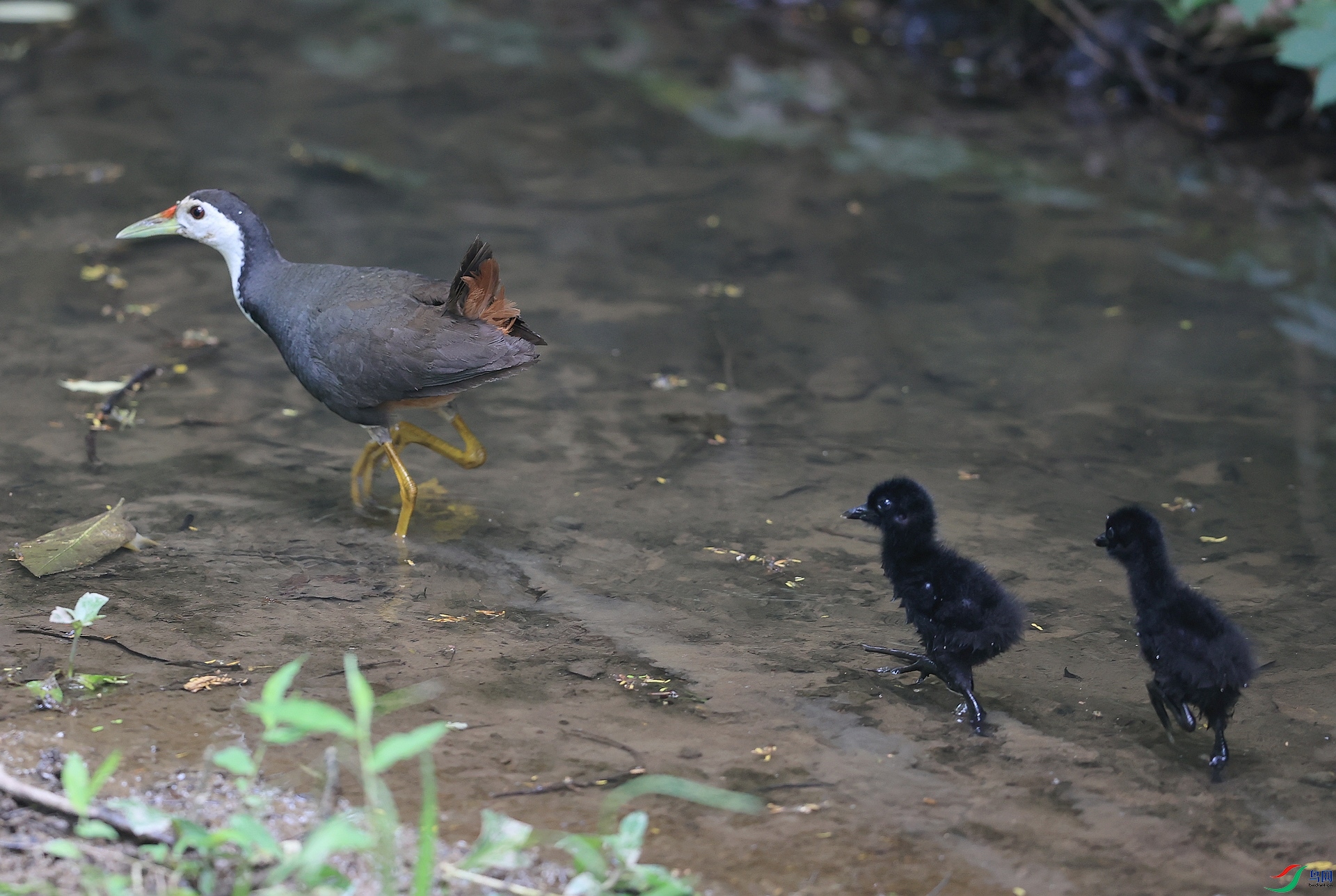 AK1I3868 ����������-1.JPG