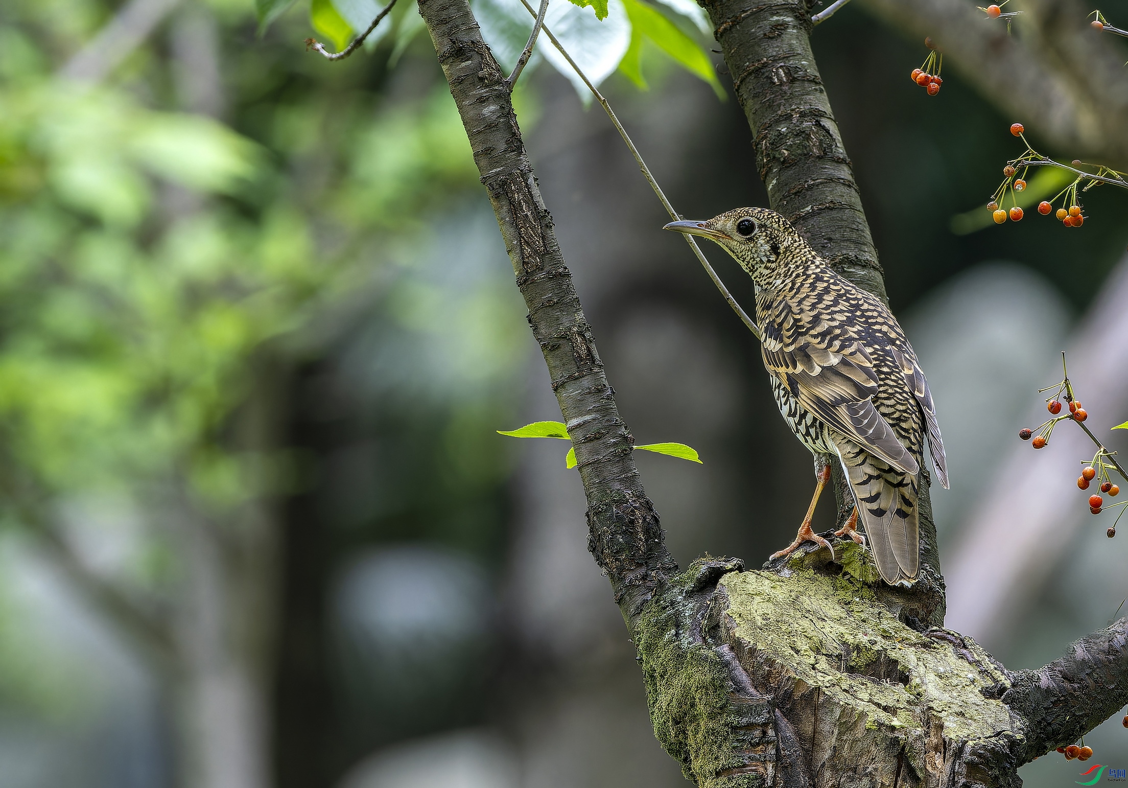 ����� (3)-1.jpg