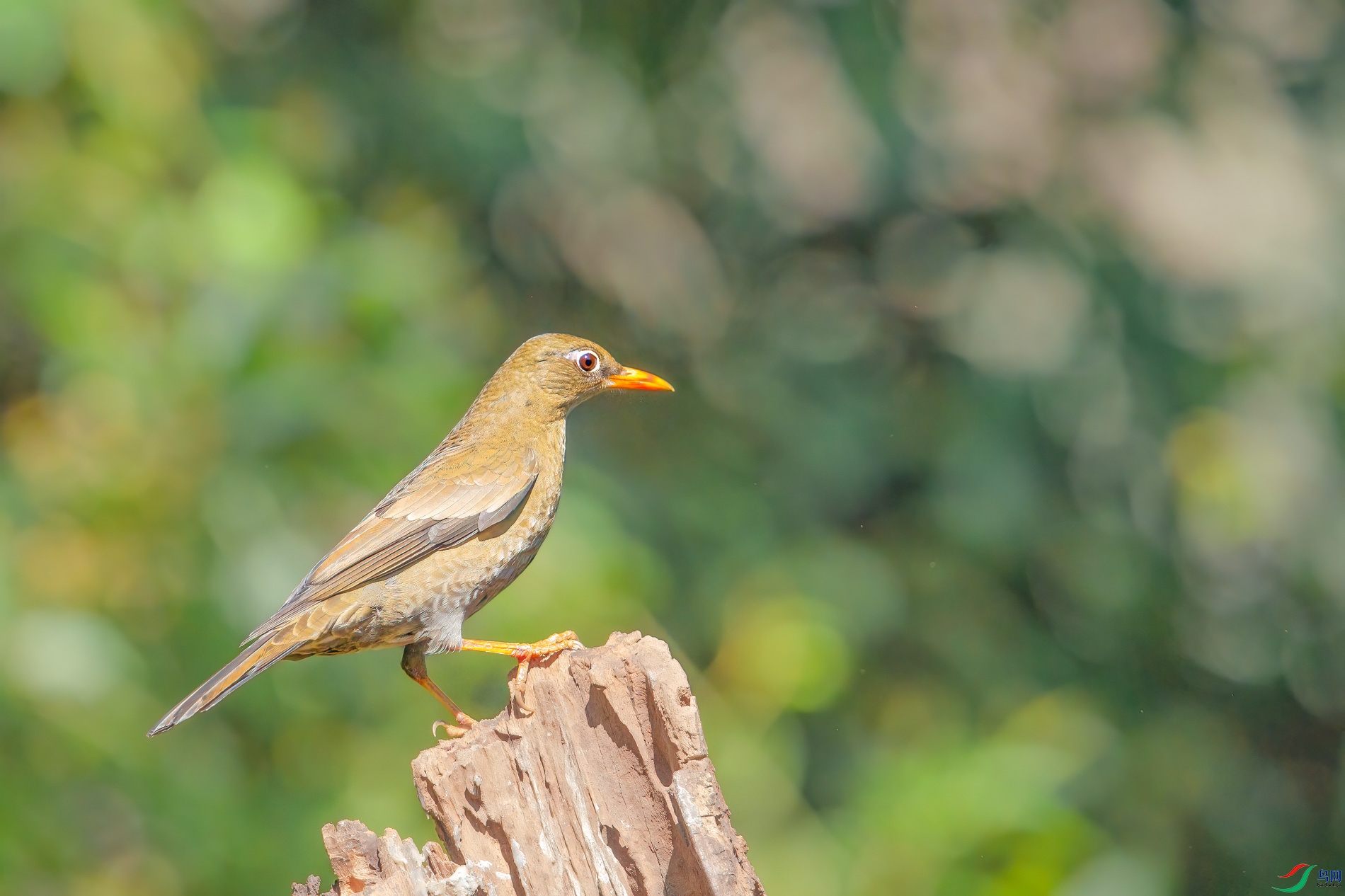 a_55451-1.jpg