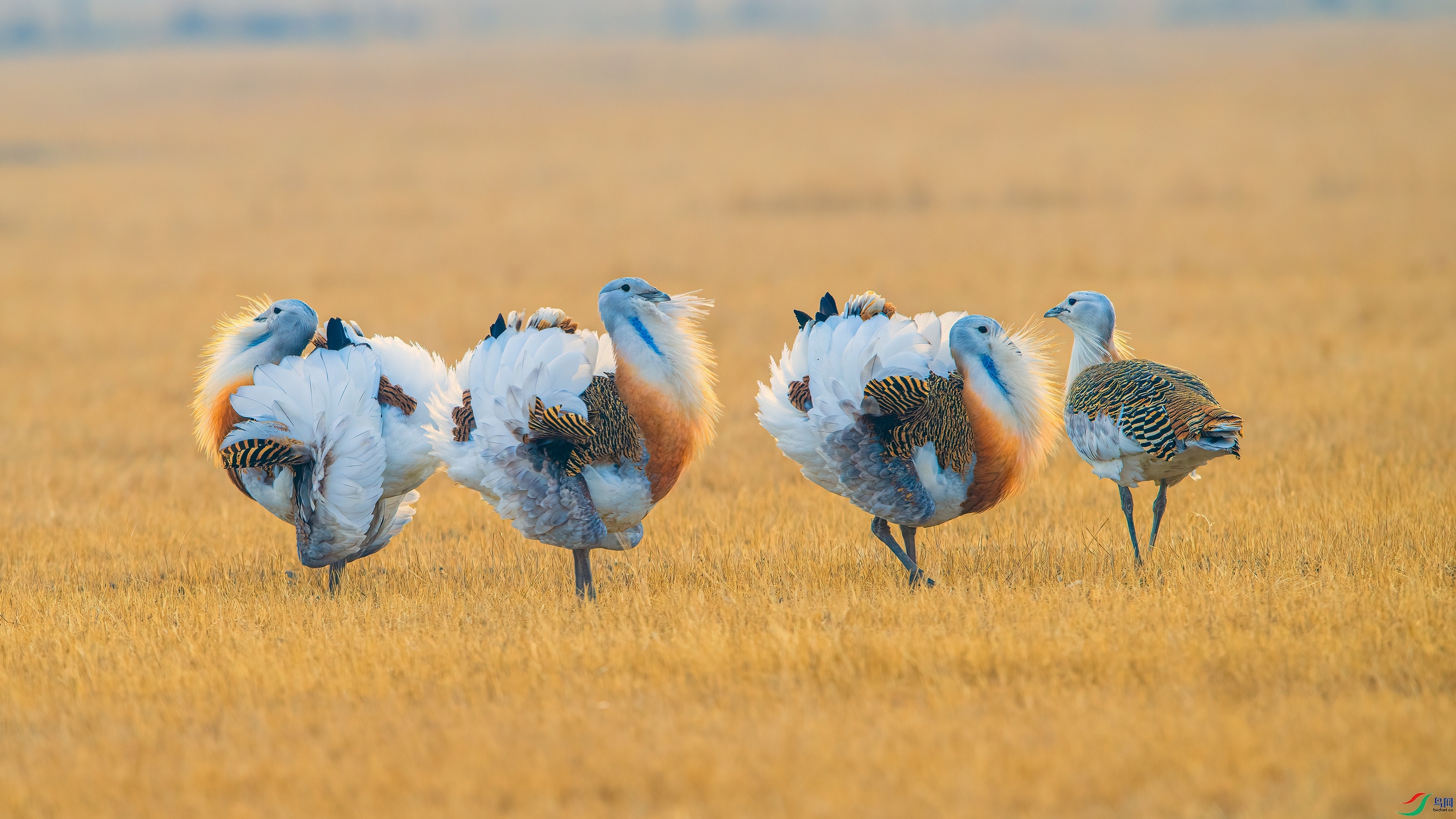 ��Ƭ_DSC8901 ����.jpg