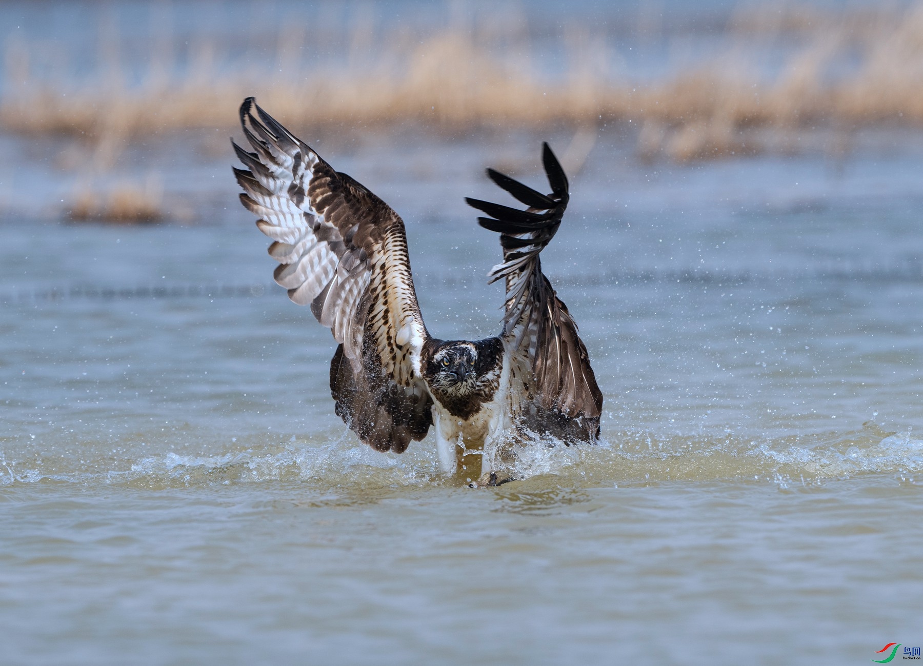 DSC00330 ����_����.jpg