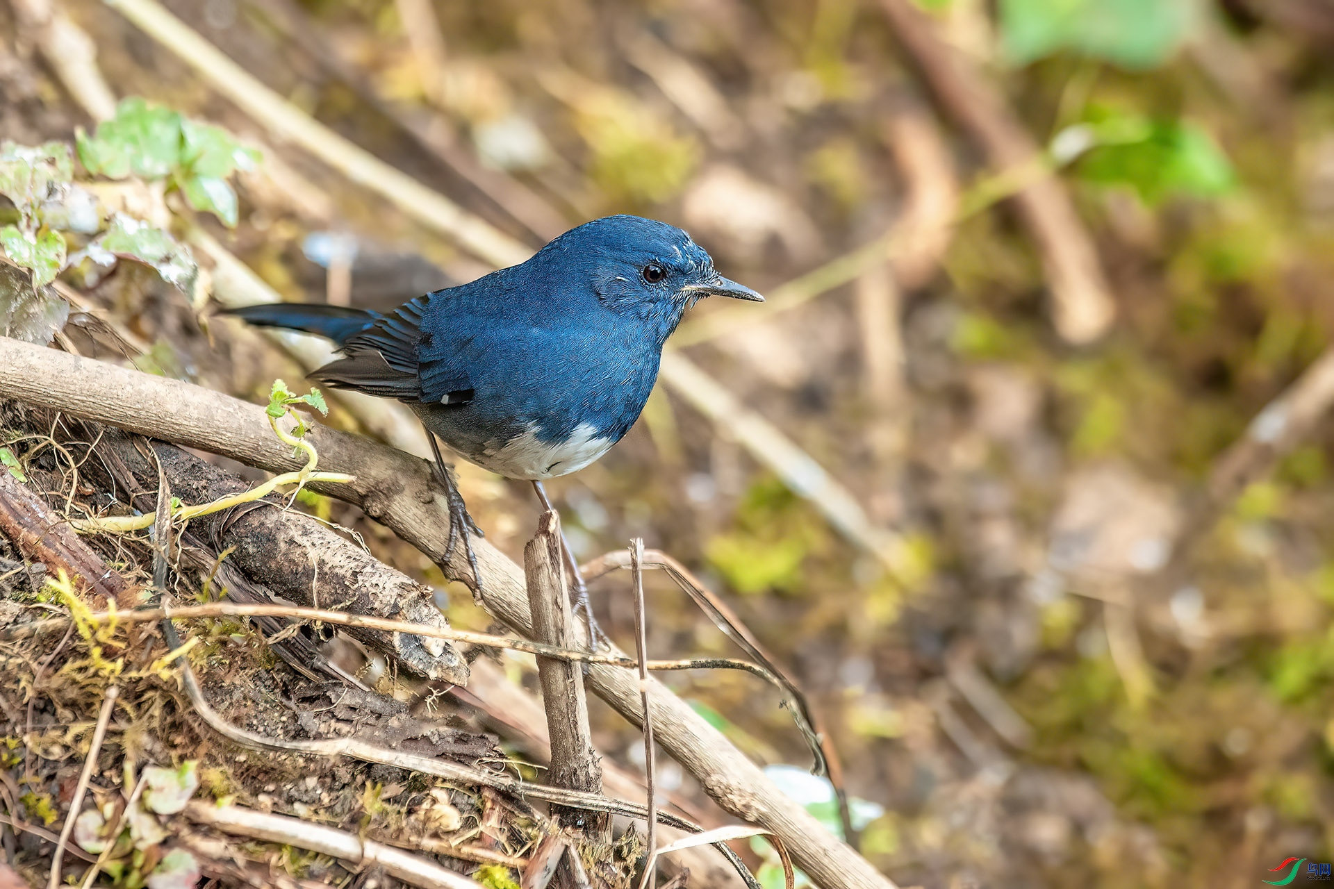 DSC_3003.jpg