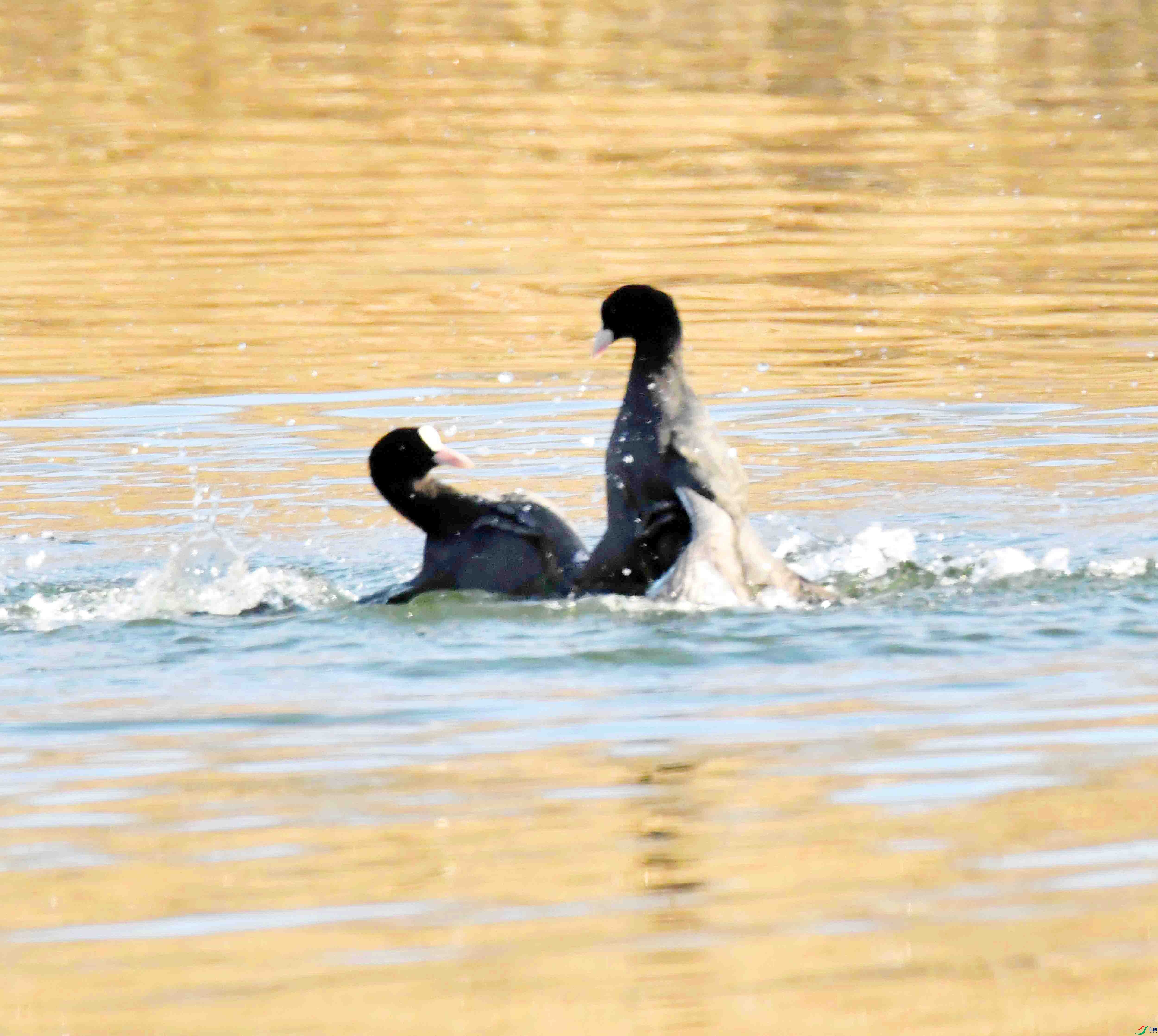 DSC_7604.JPG