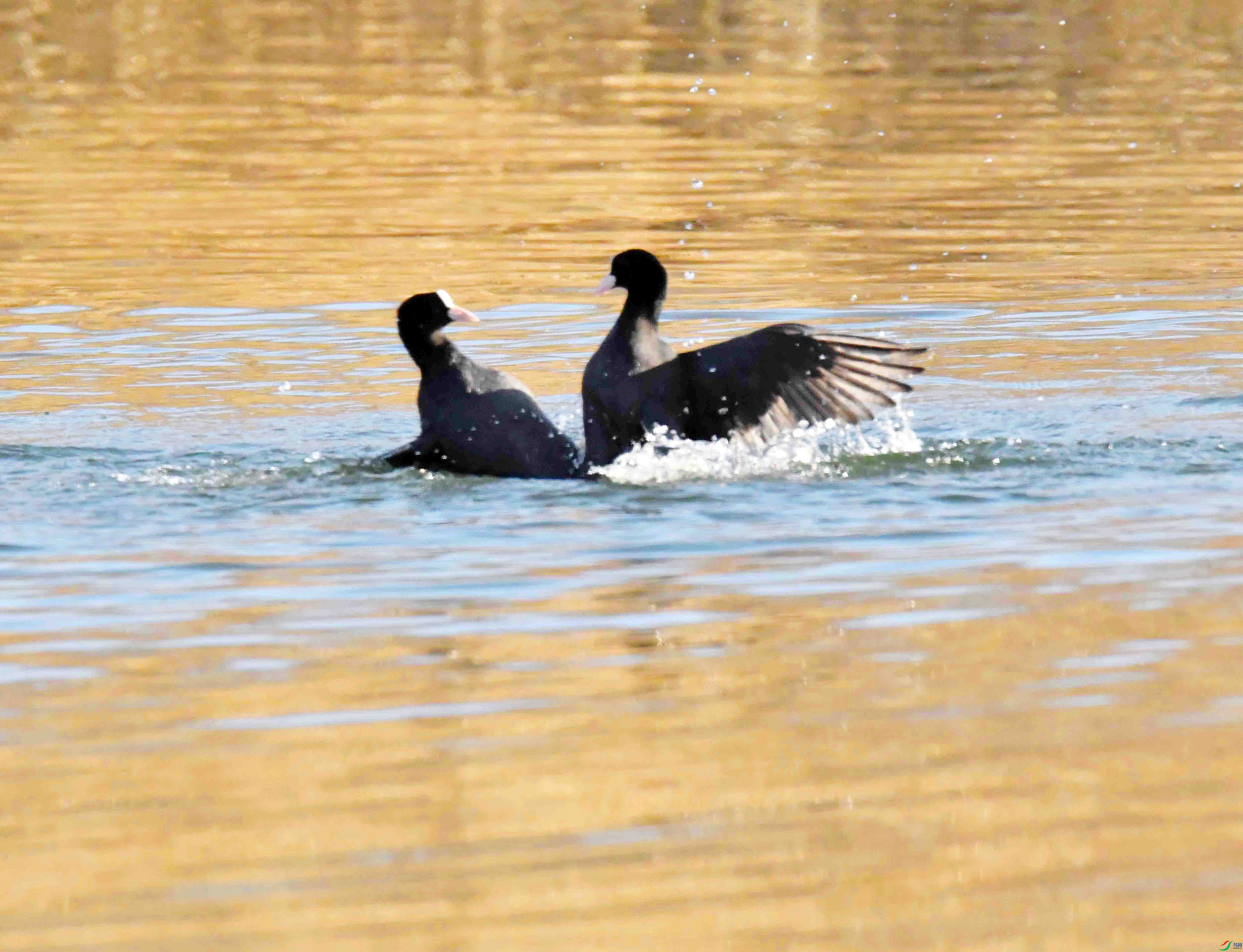 DSC_7607.JPG